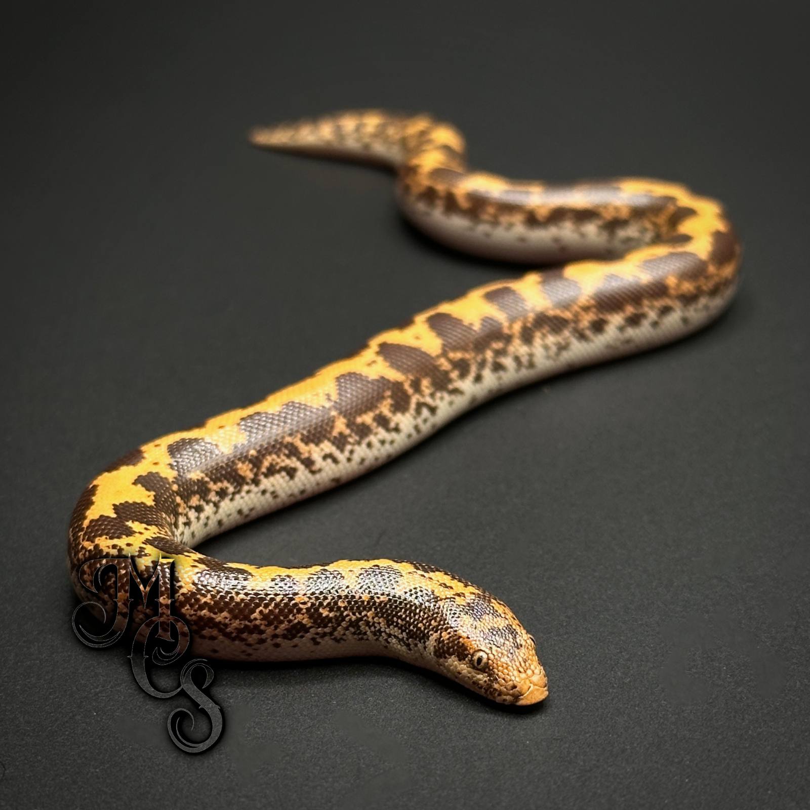 animal image