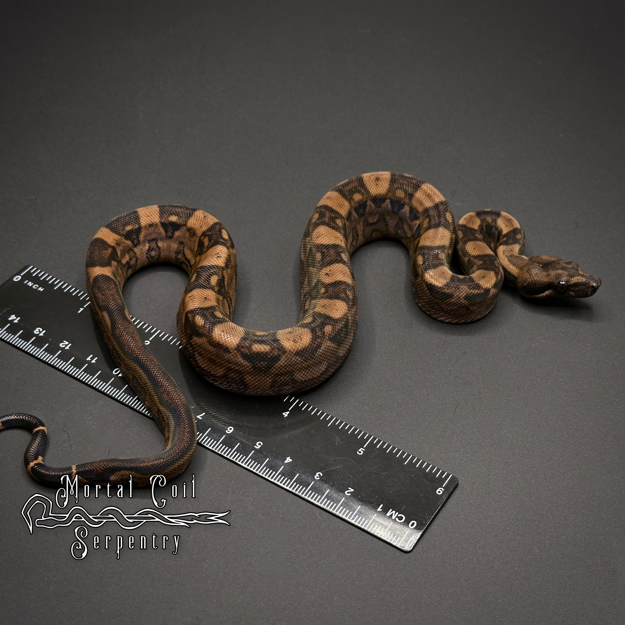 animal image