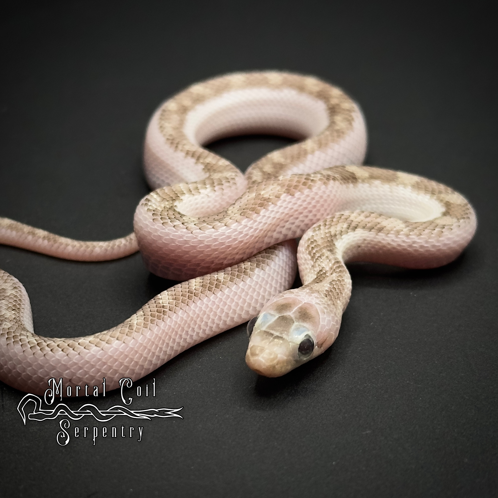 animal image
