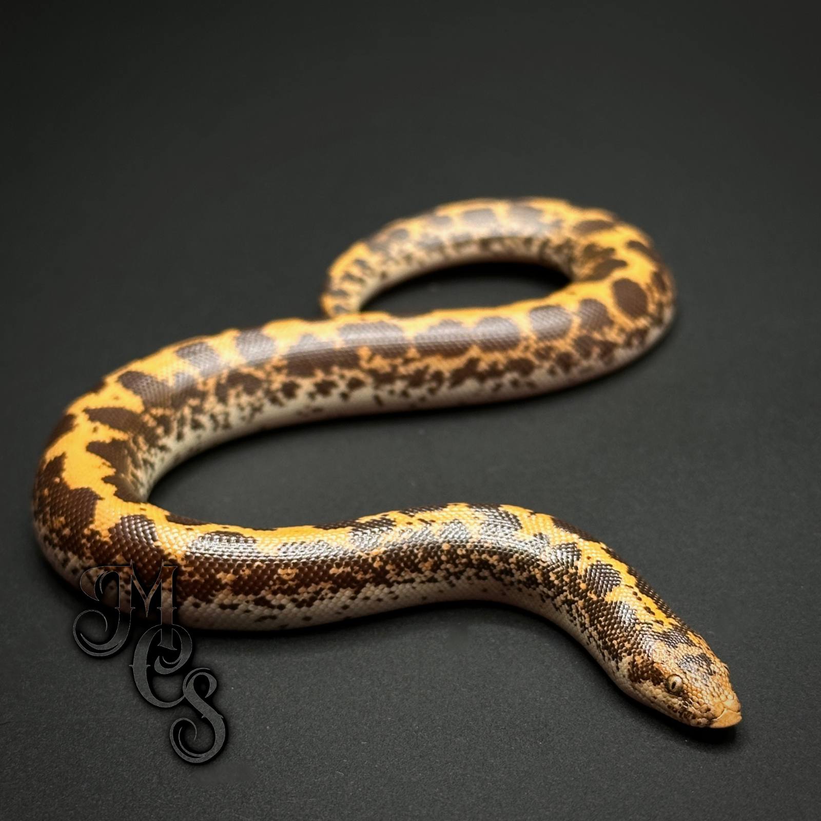 animal image