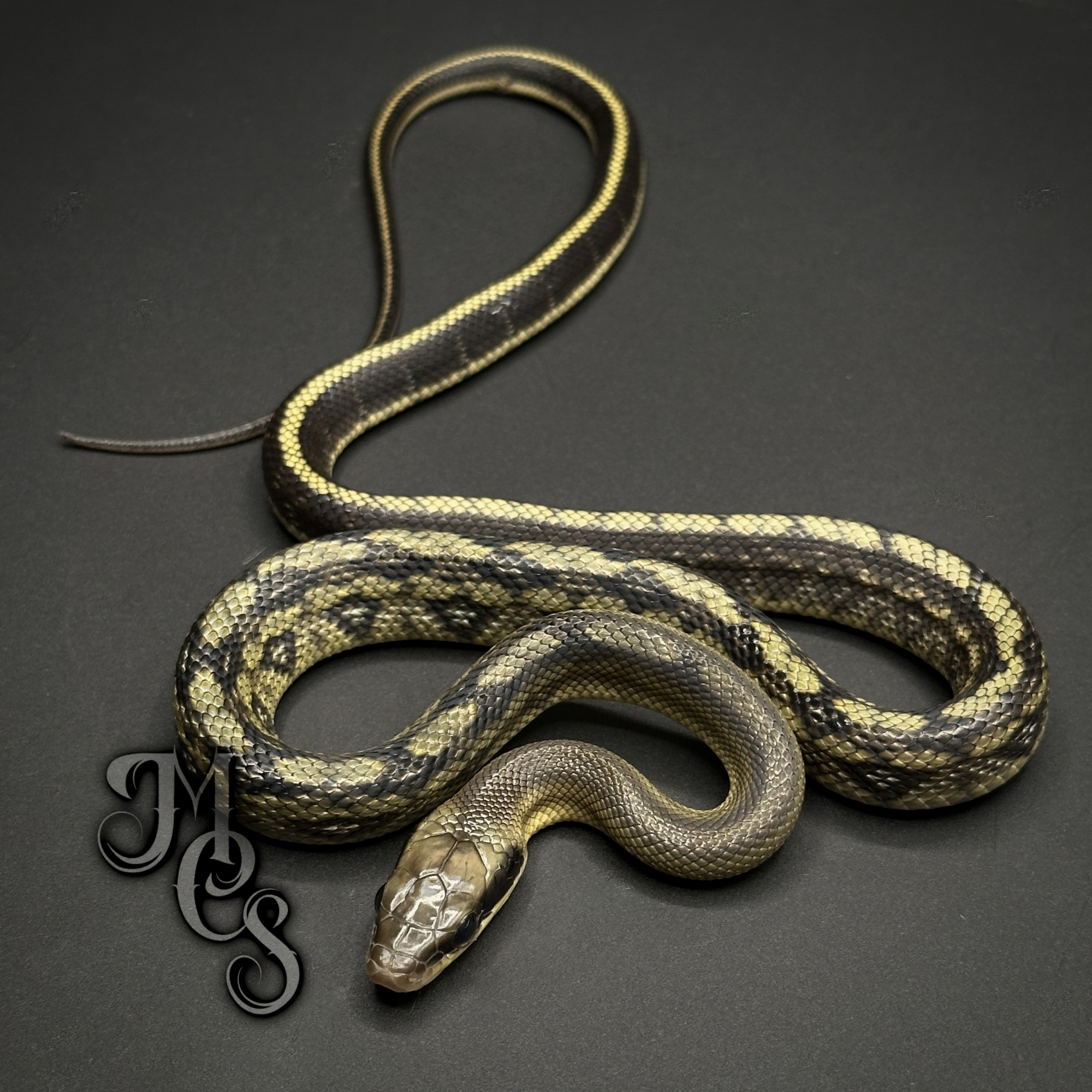 animal image