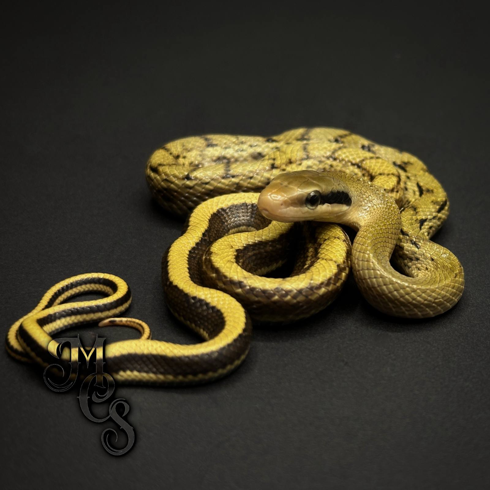 animal image