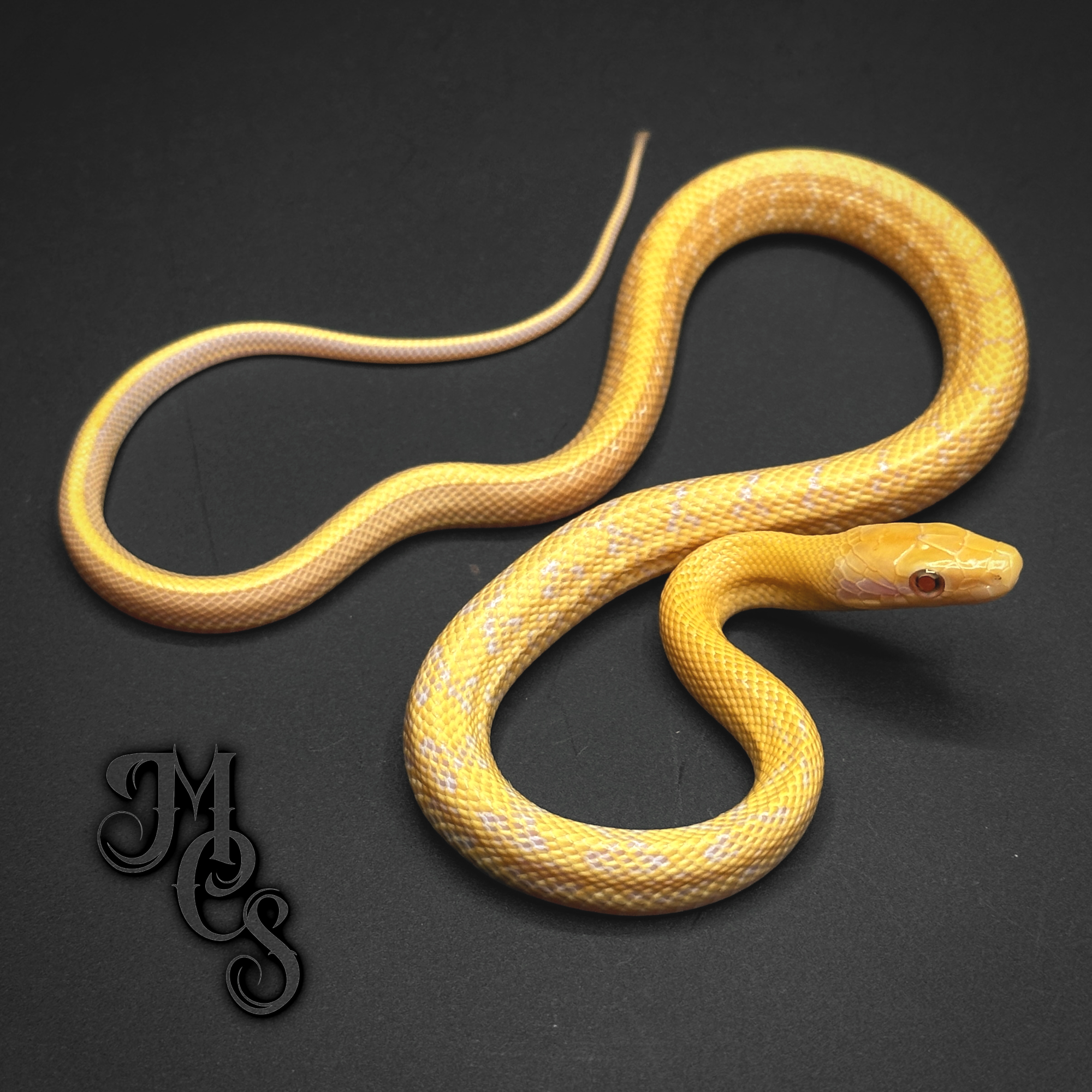 animal image