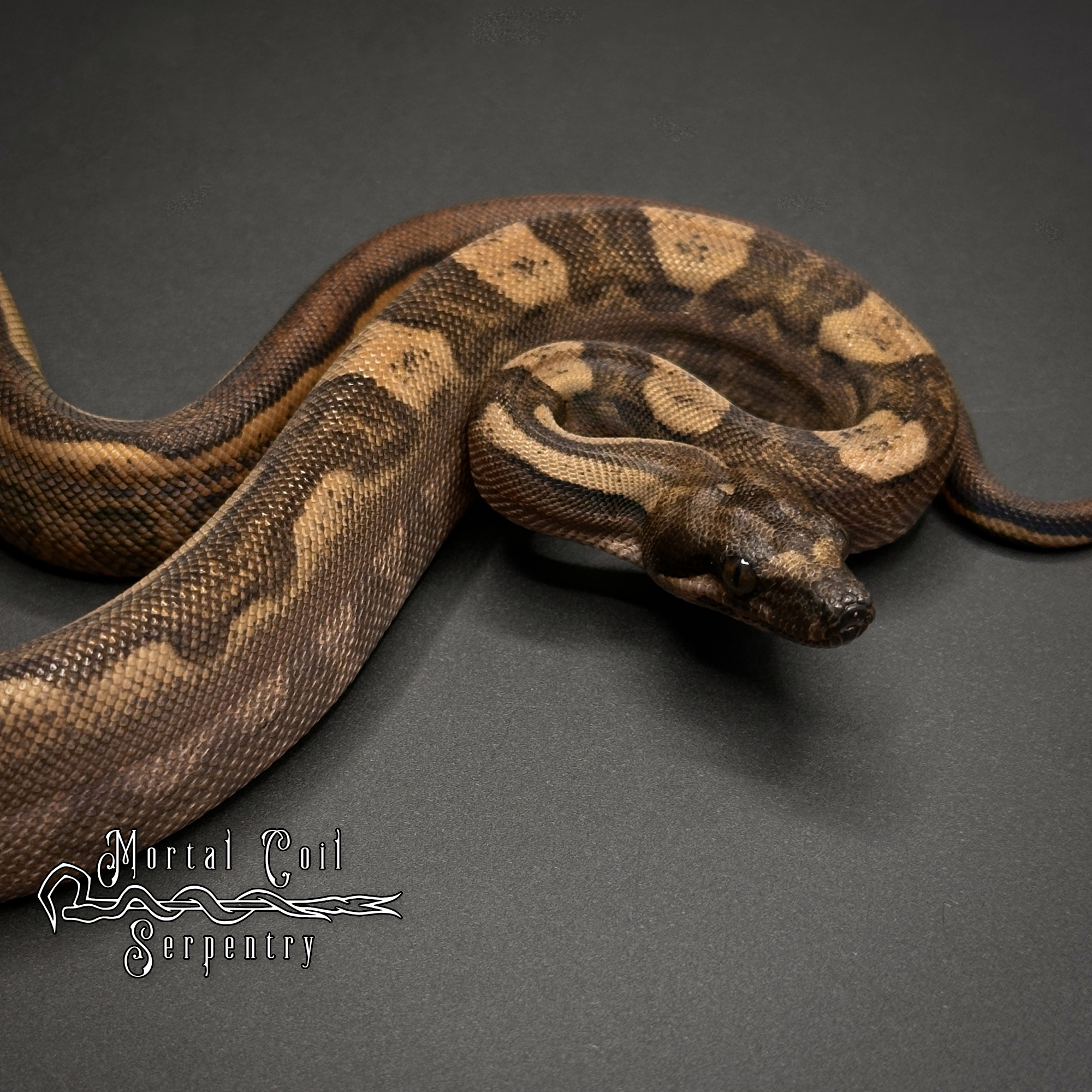 animal image