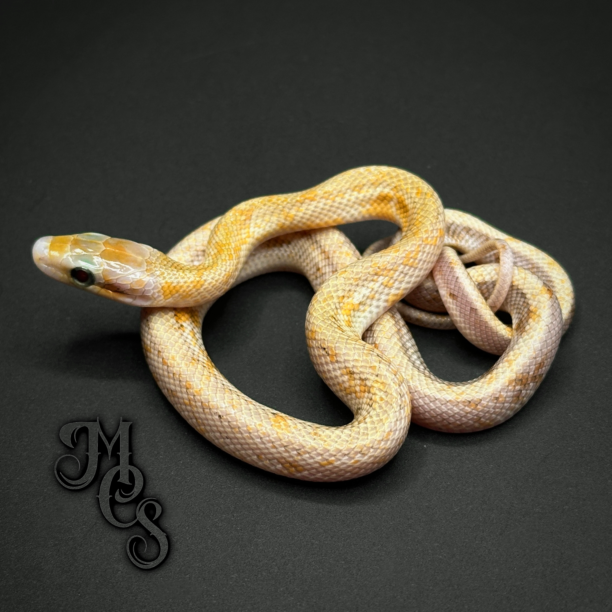 animal image
