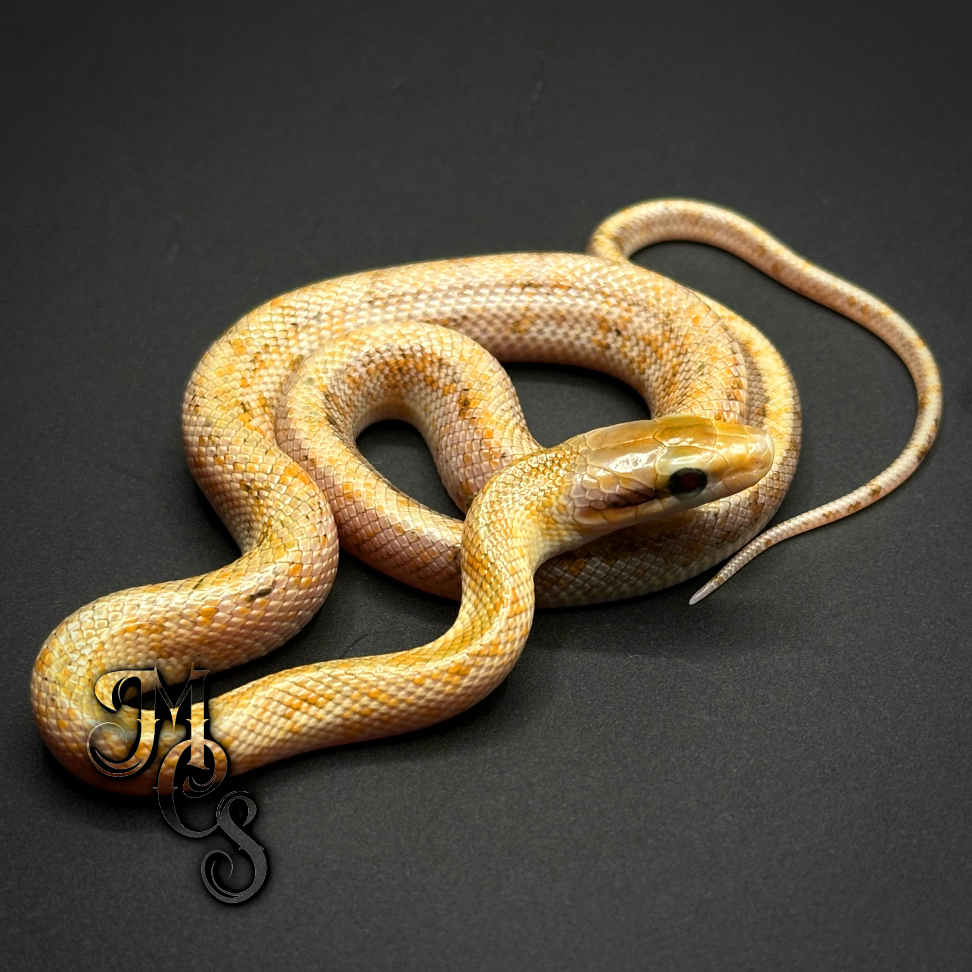 animal image