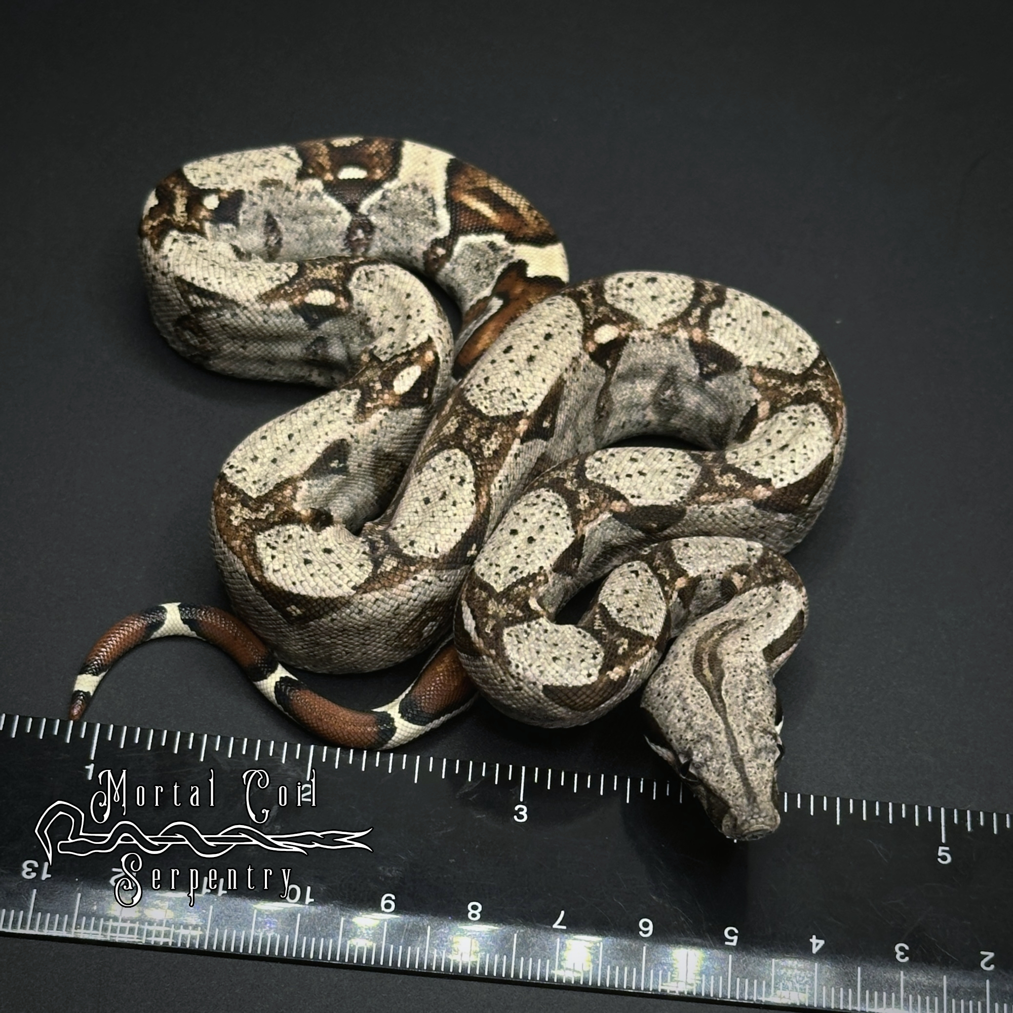 animal image