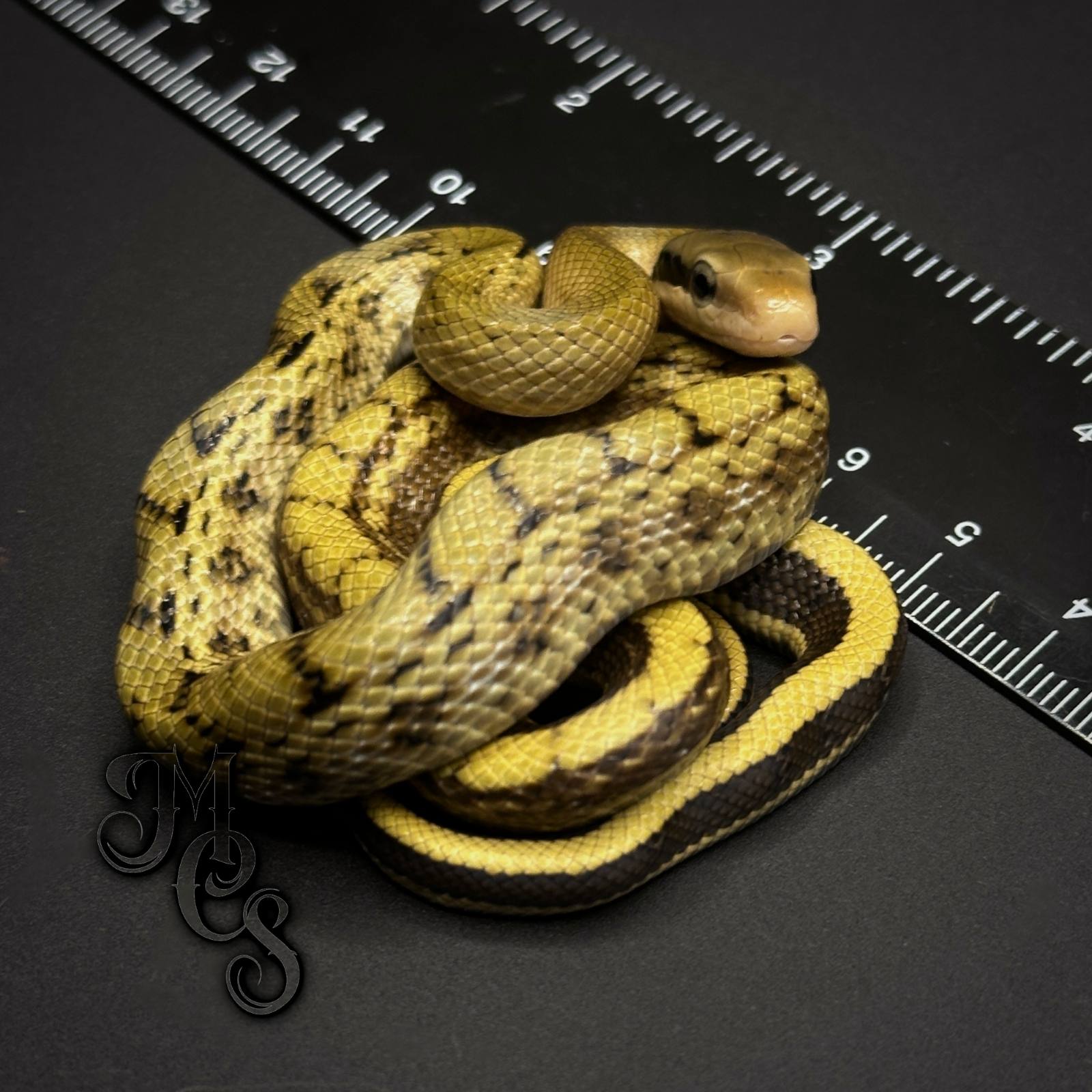 animal image