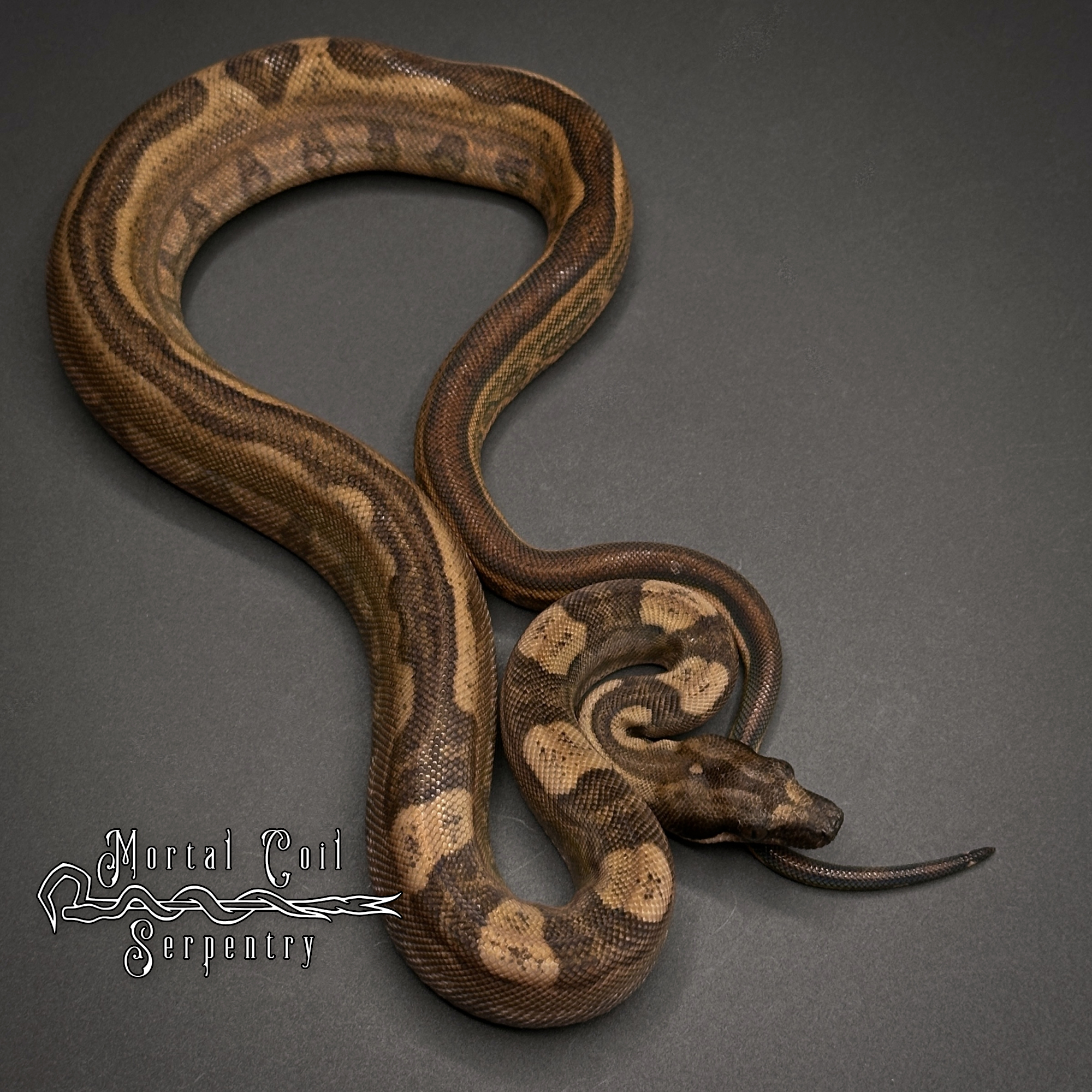 animal image