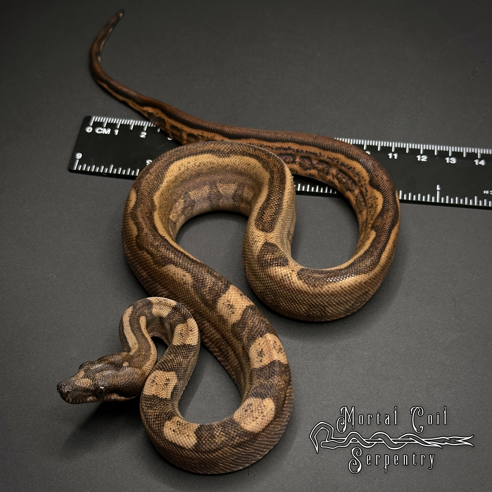 animal image
