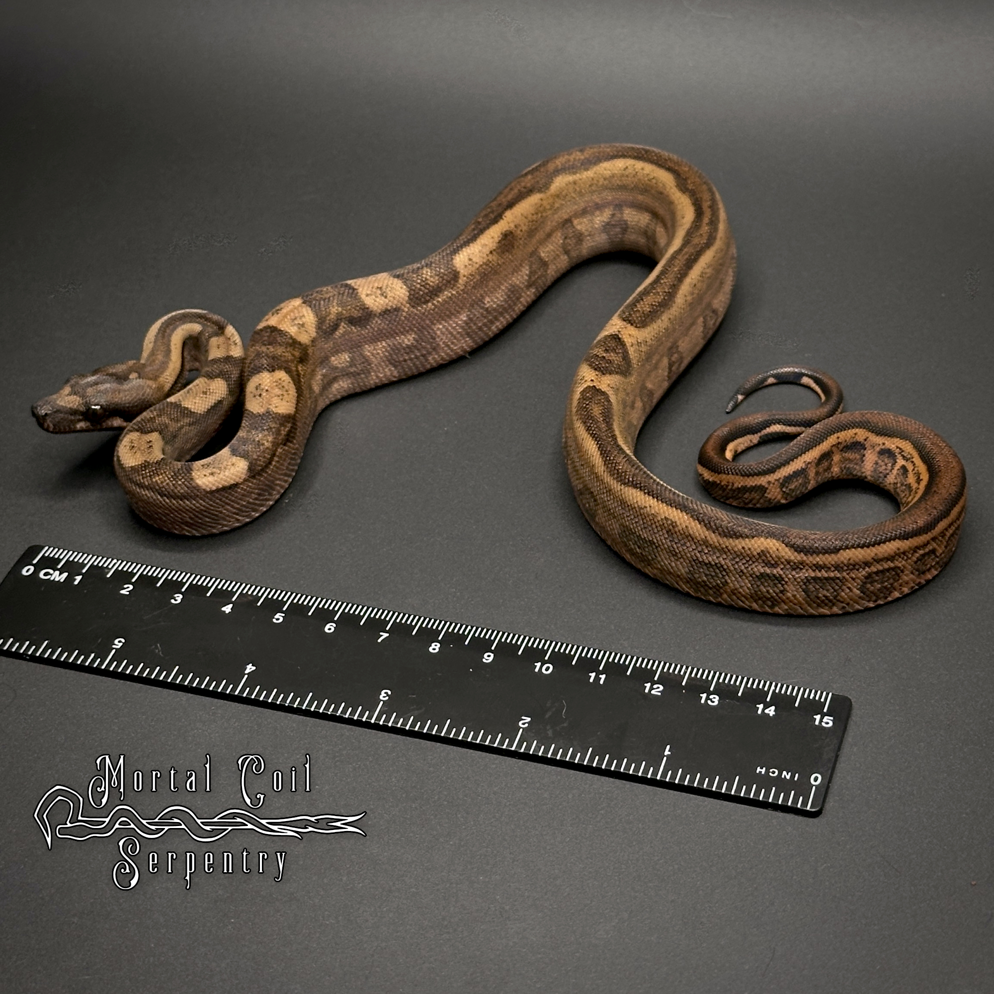 animal image
