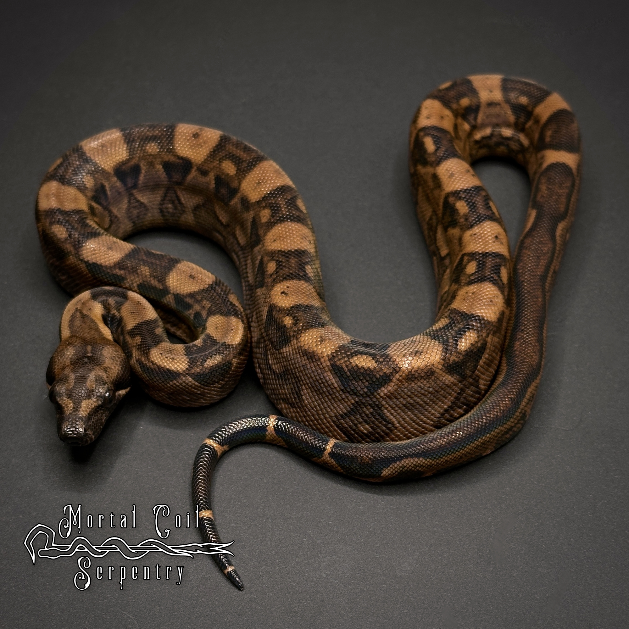 animal image