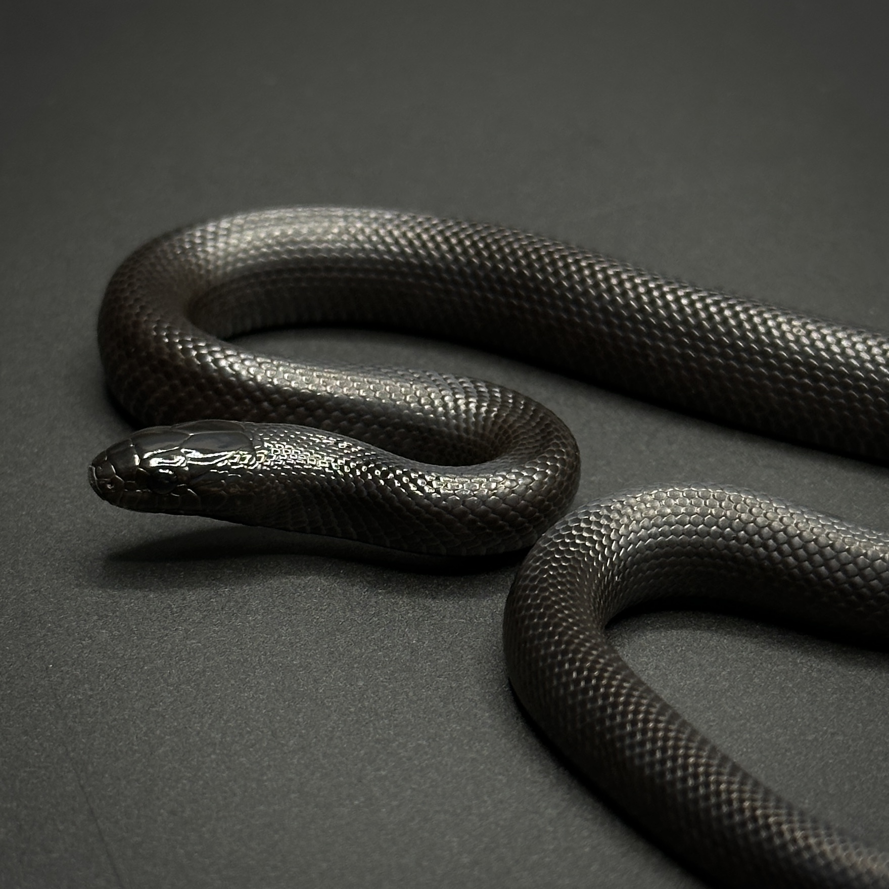 animal image