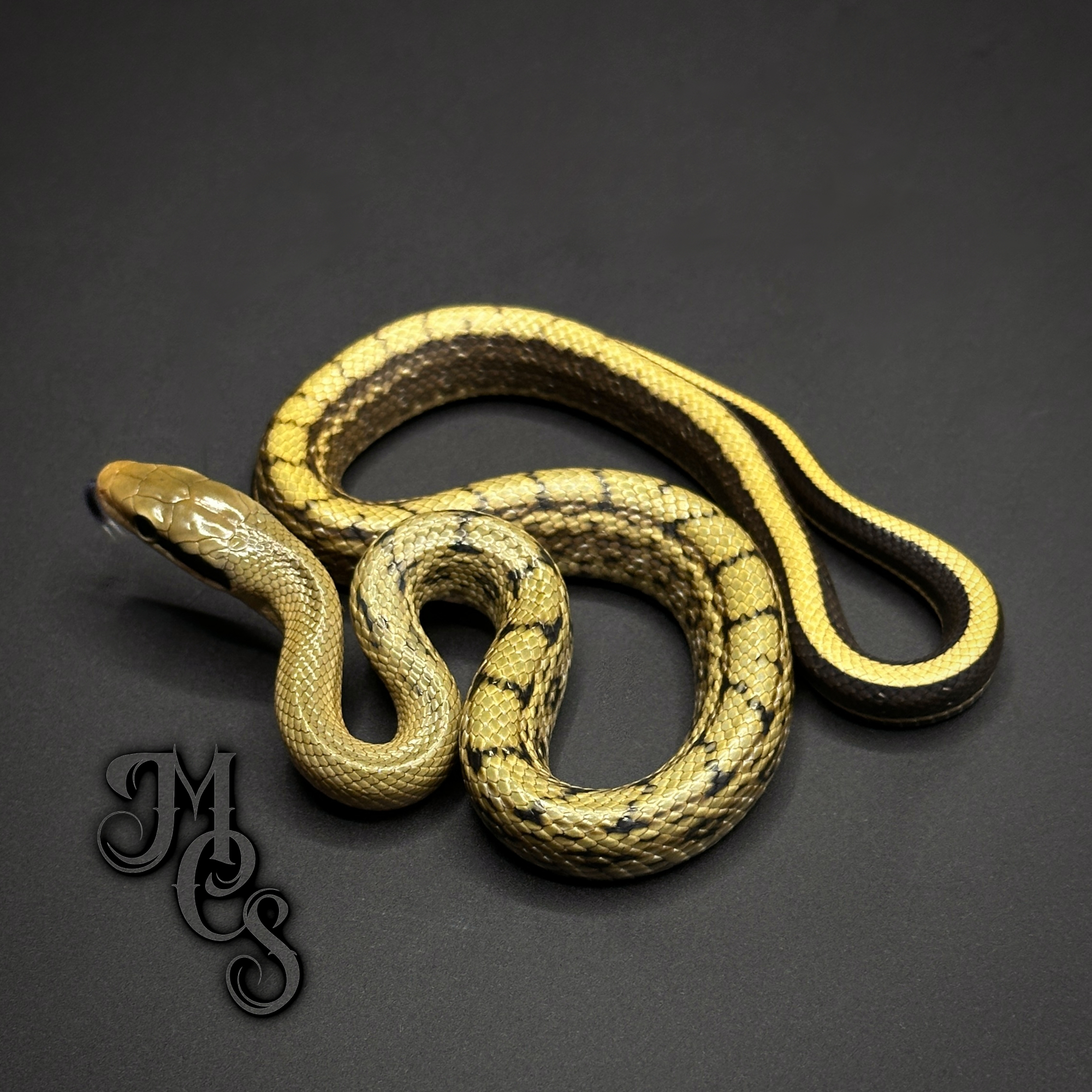 animal image