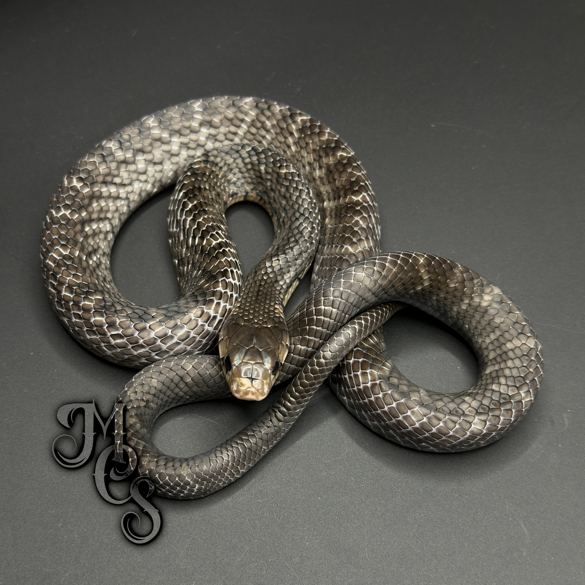 animal image