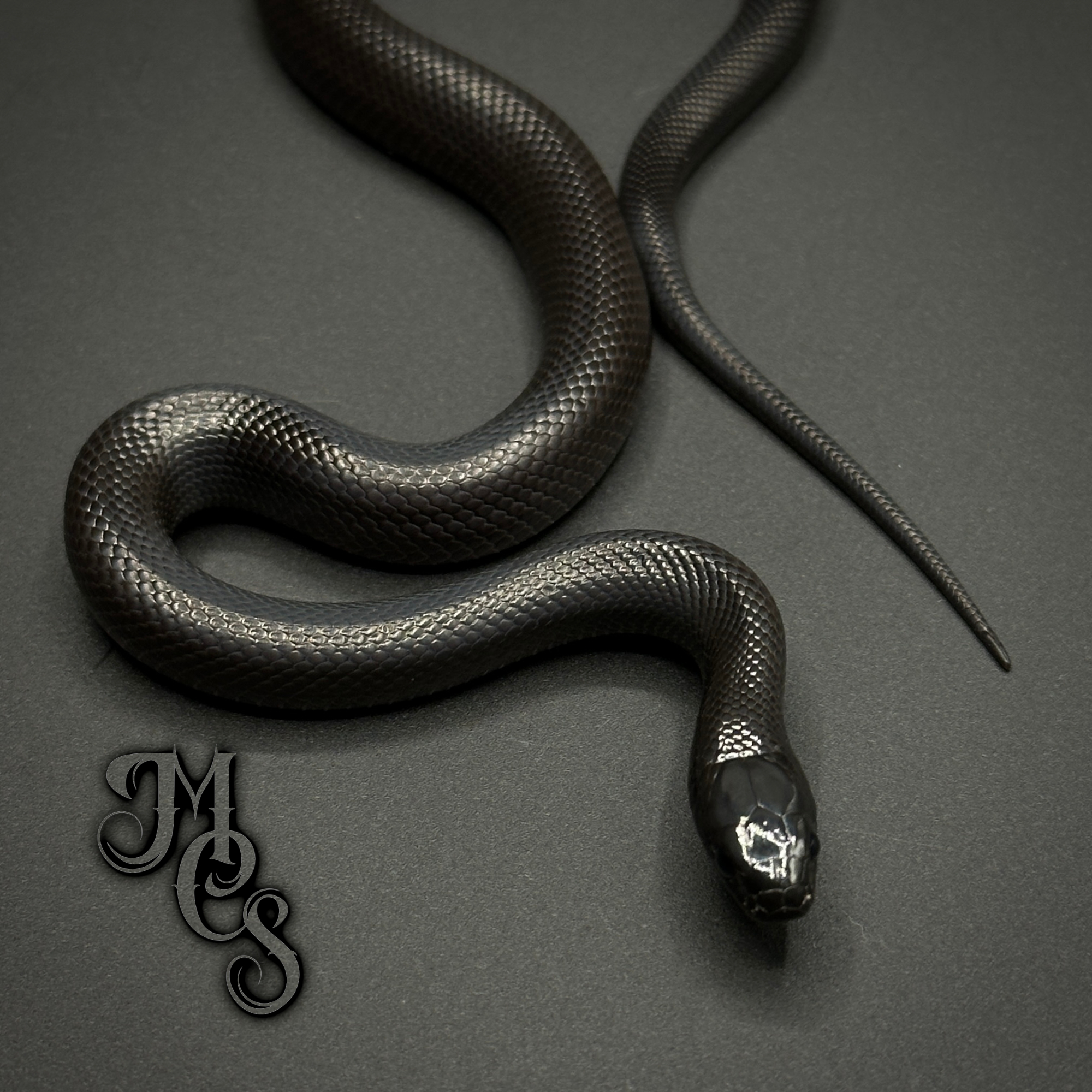 animal image