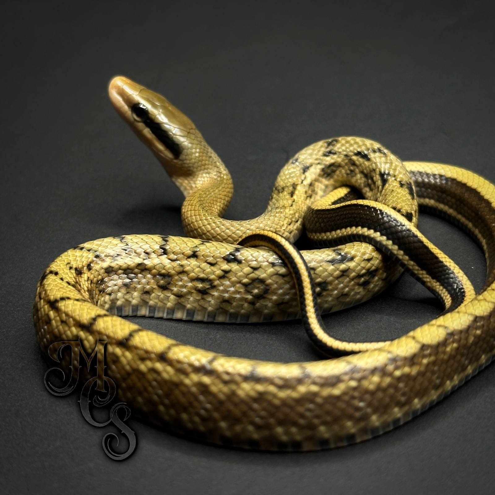 animal image
