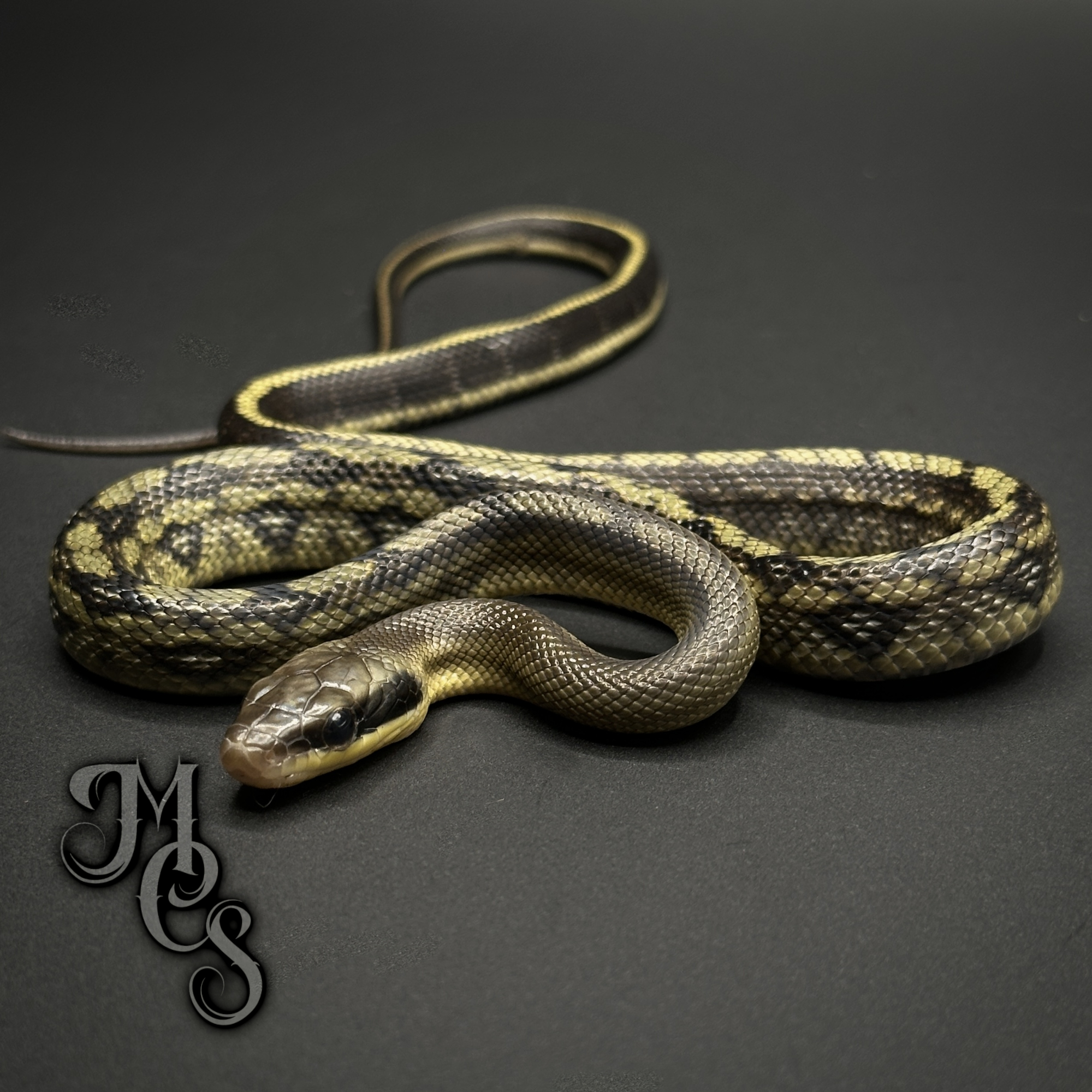 animal image
