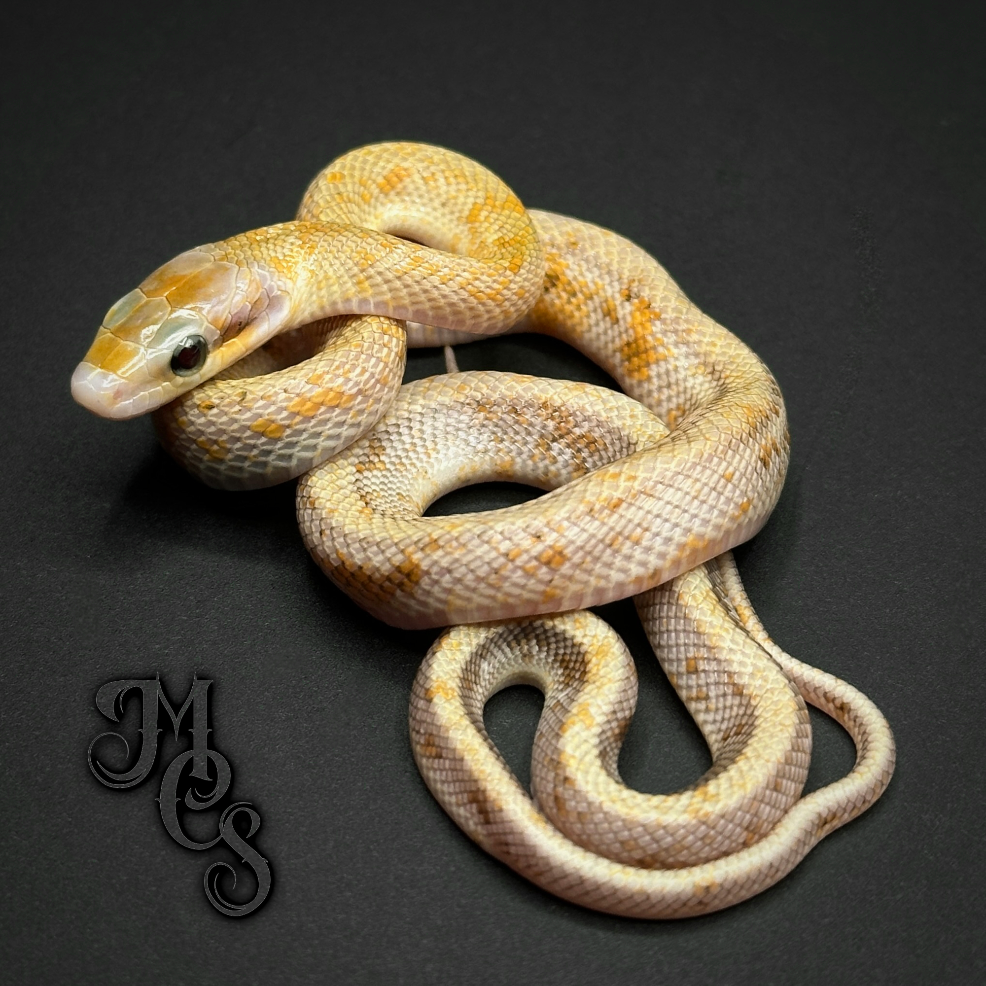 animal image