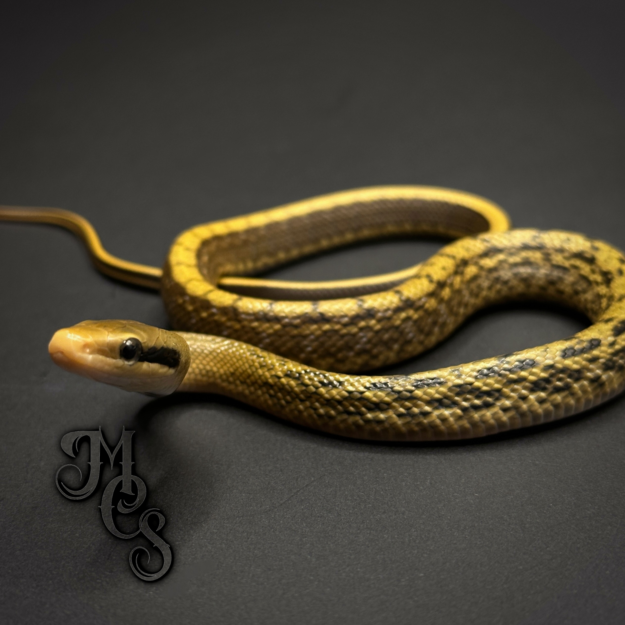 animal image