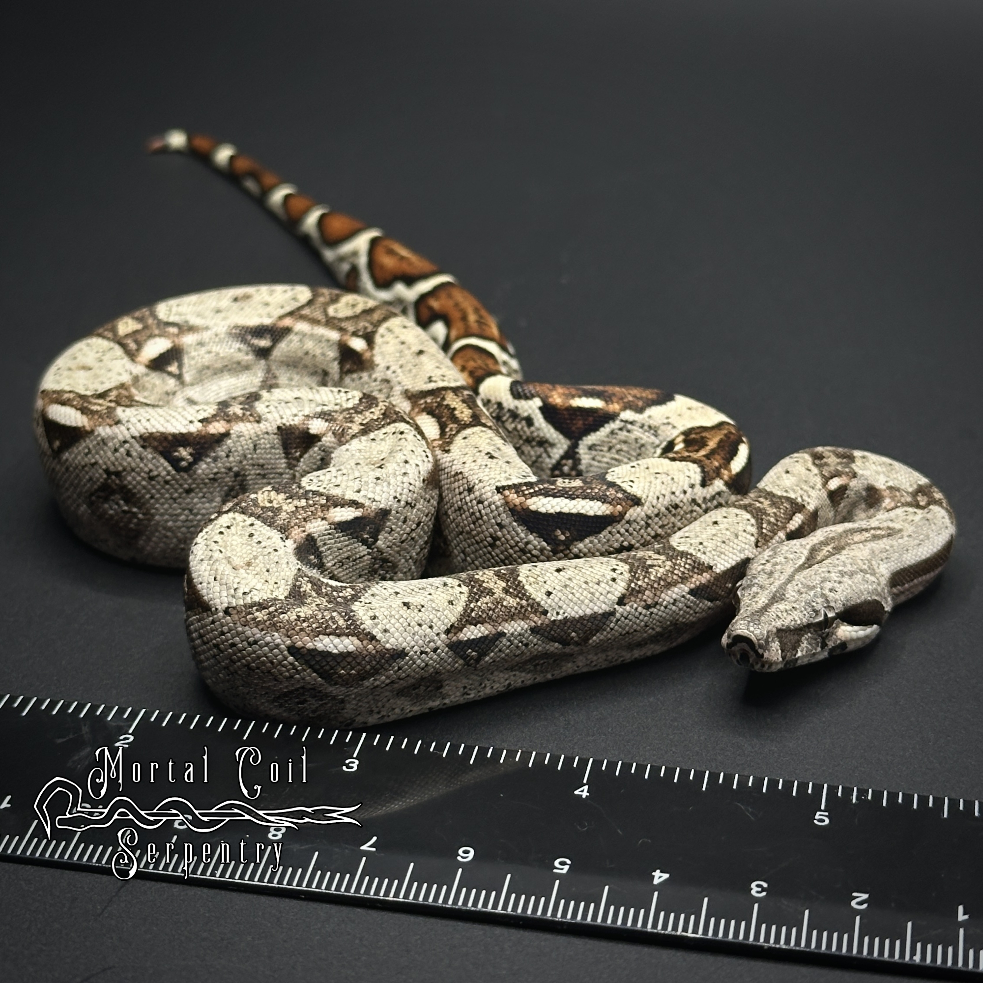 animal image