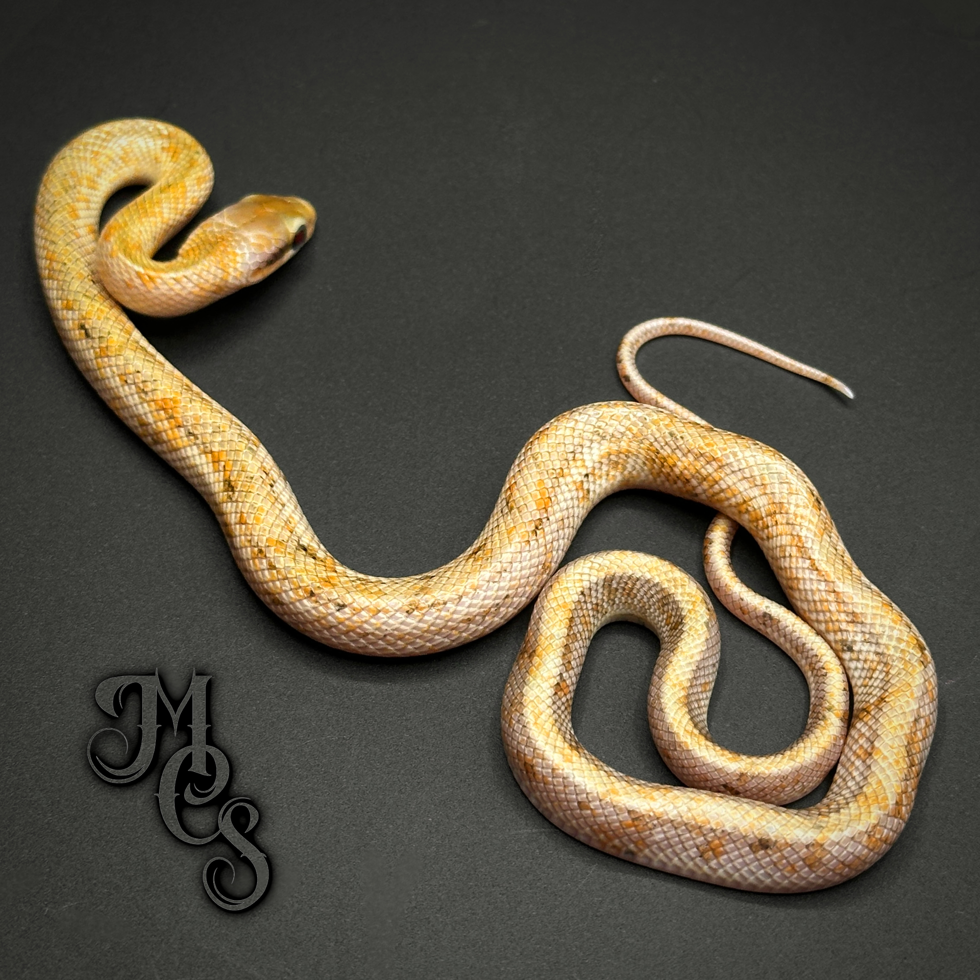 animal image