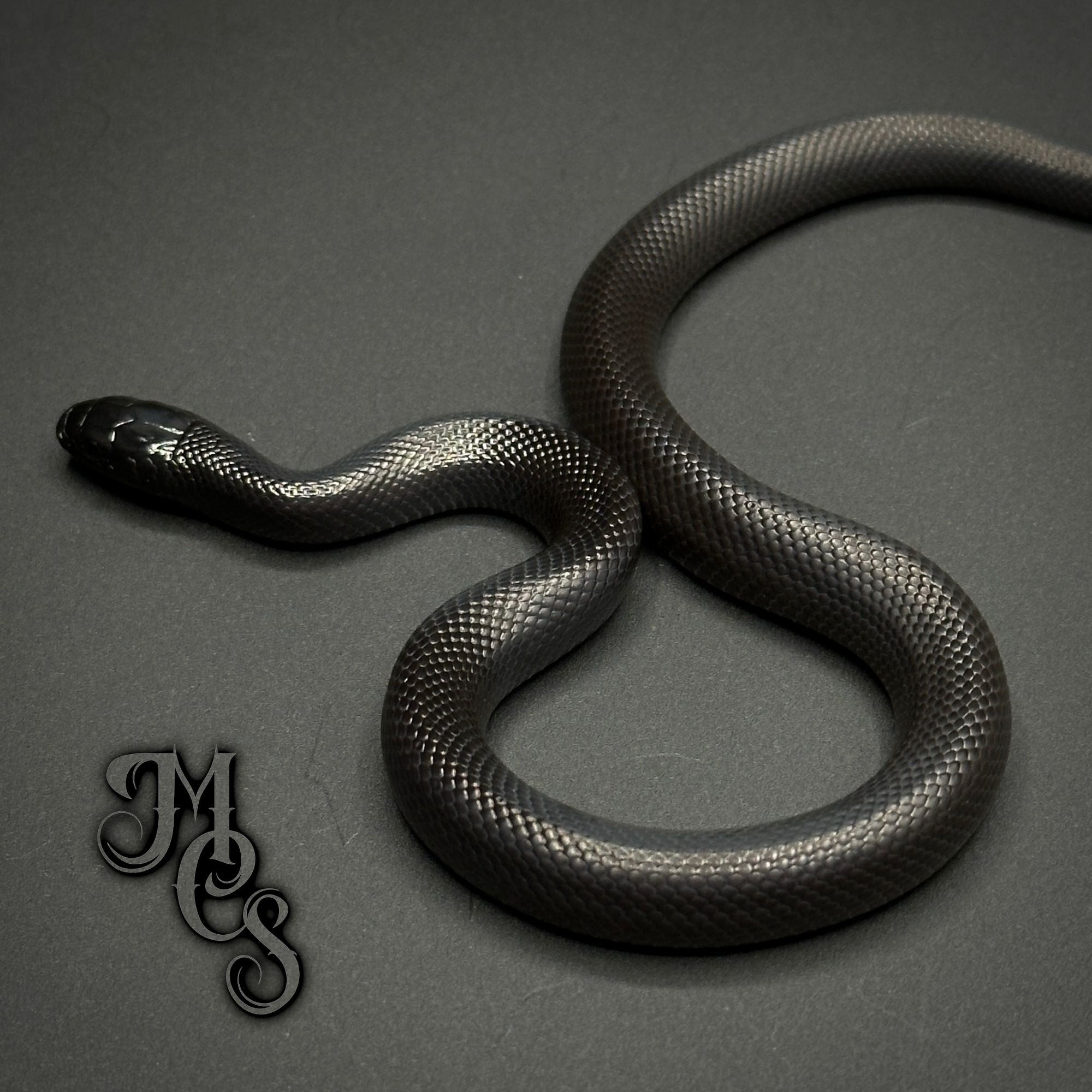 animal image