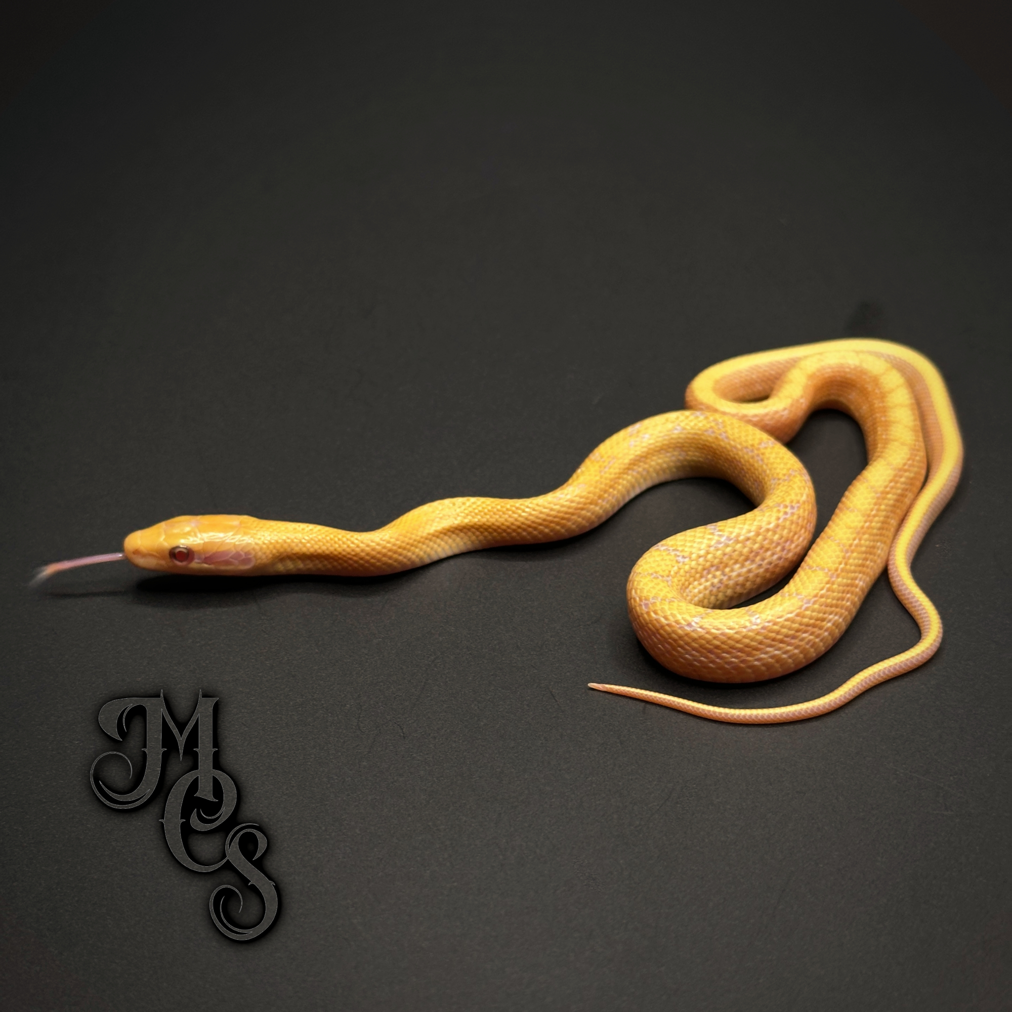 animal image