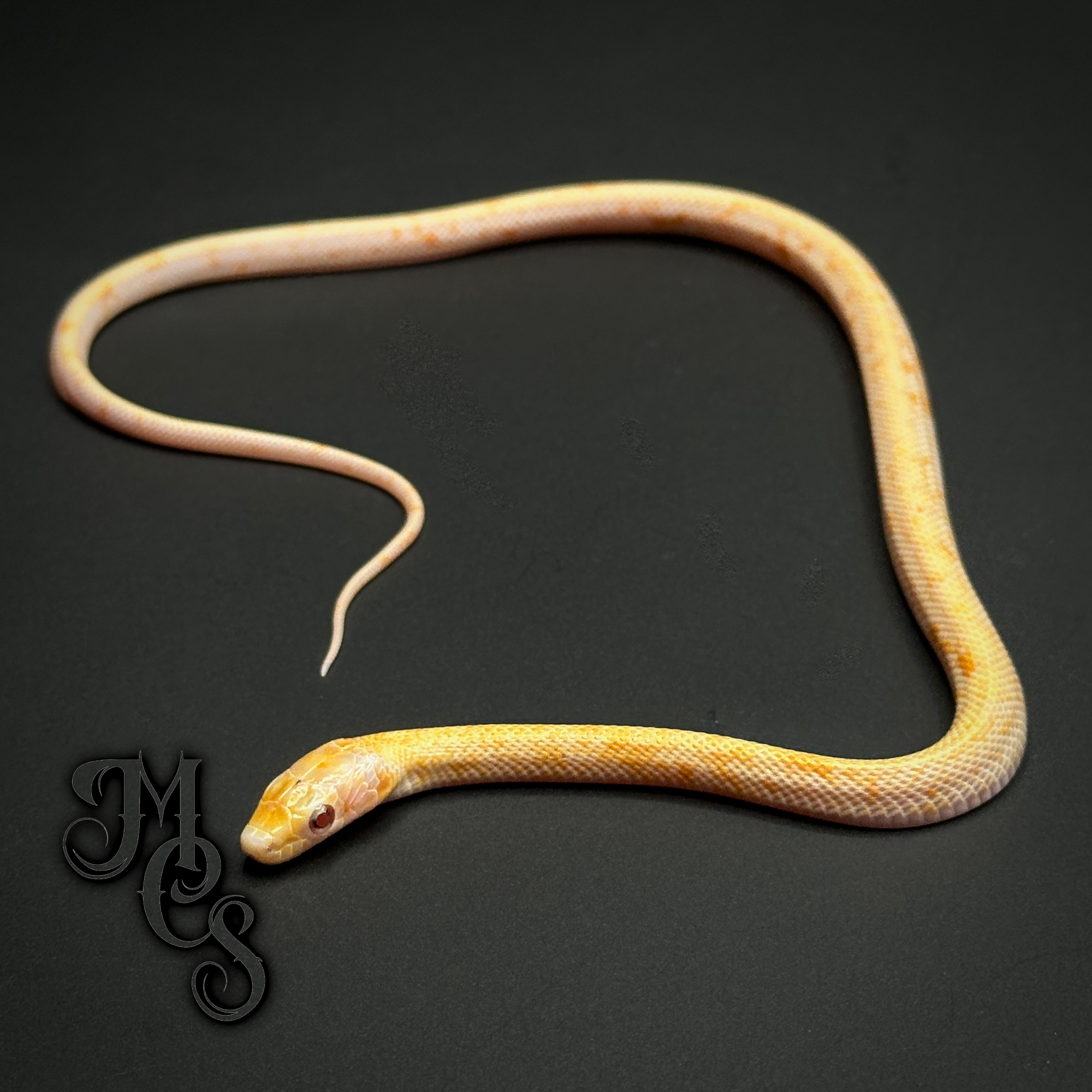 animal image