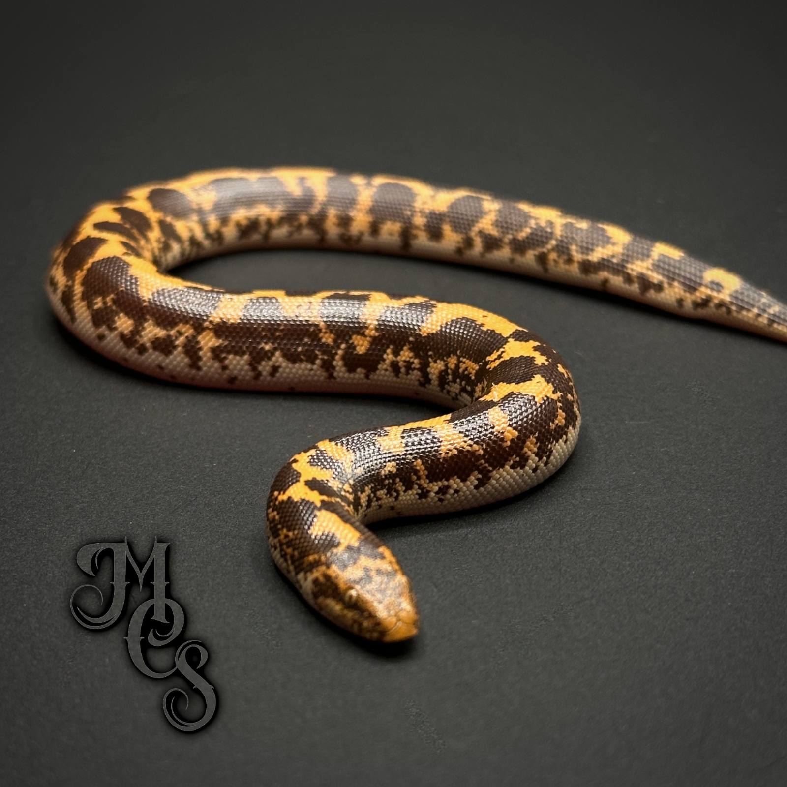 animal image