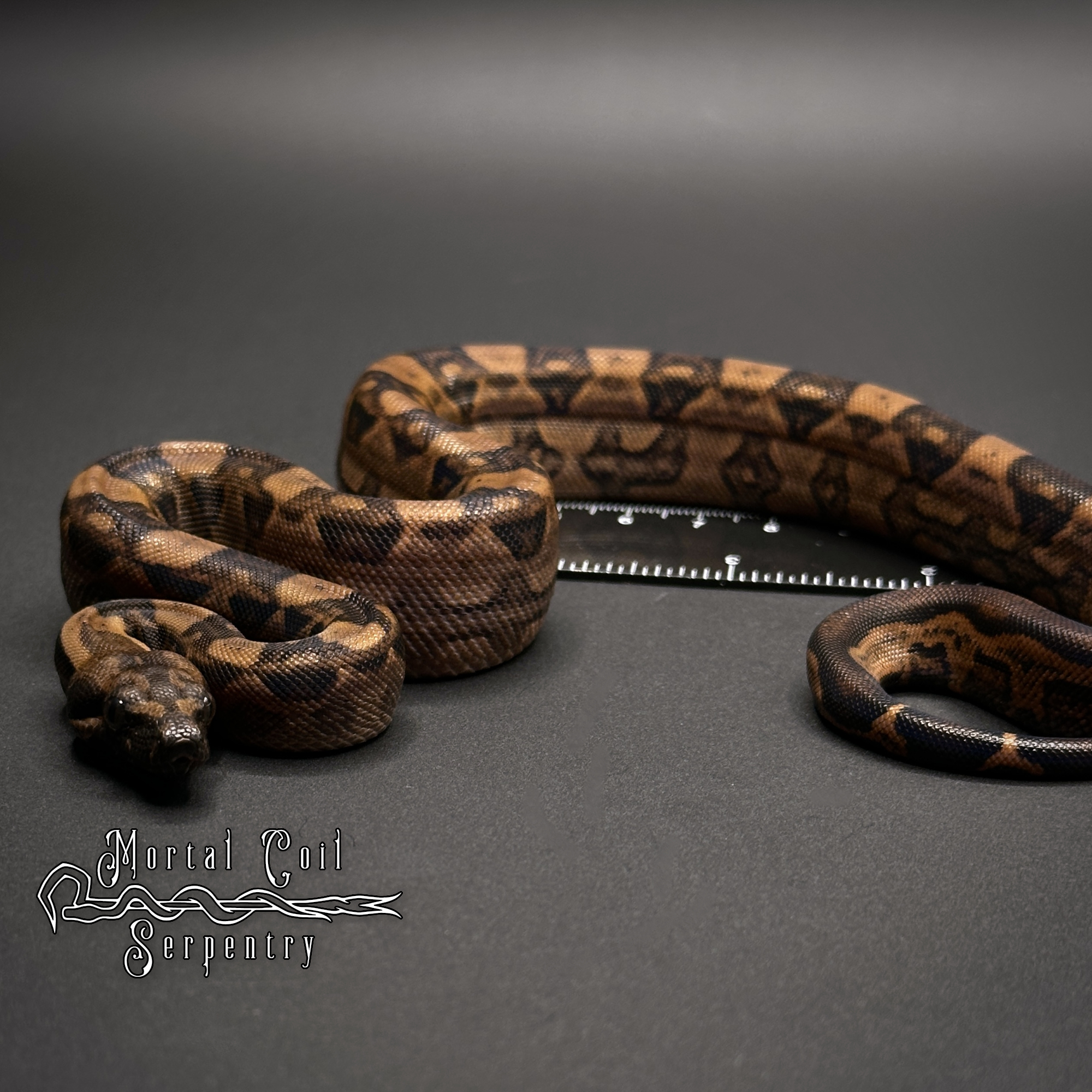 animal image