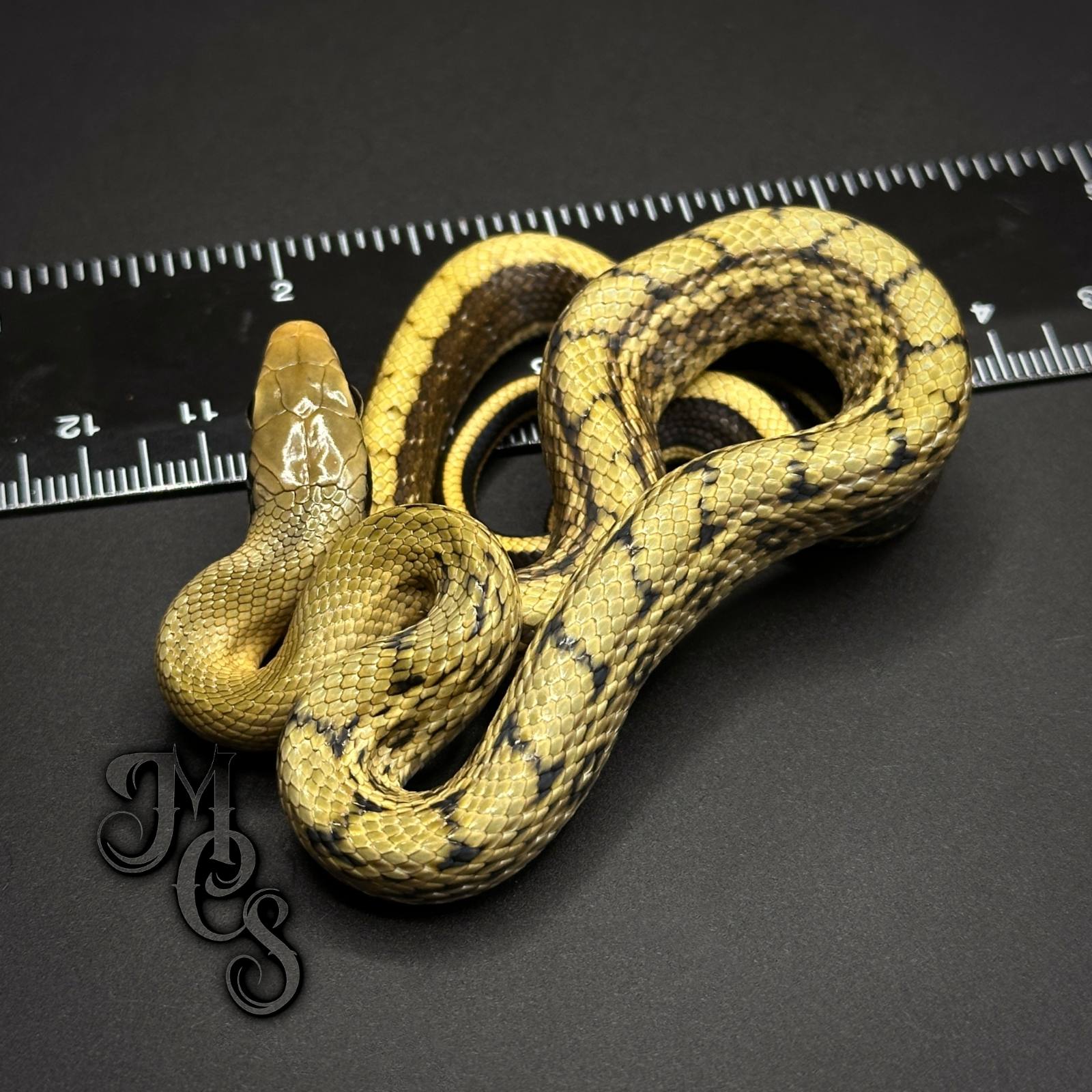 animal image