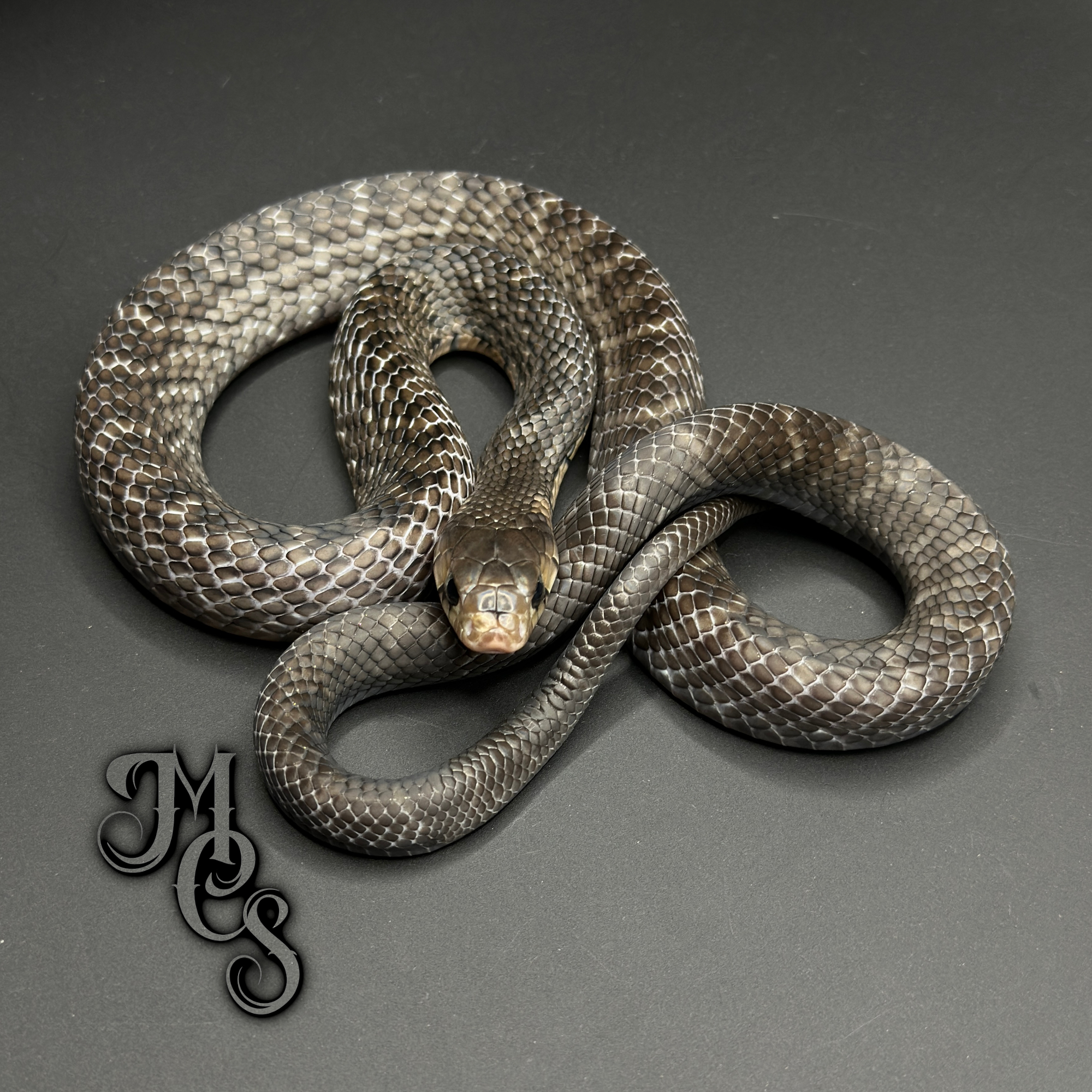 animal image
