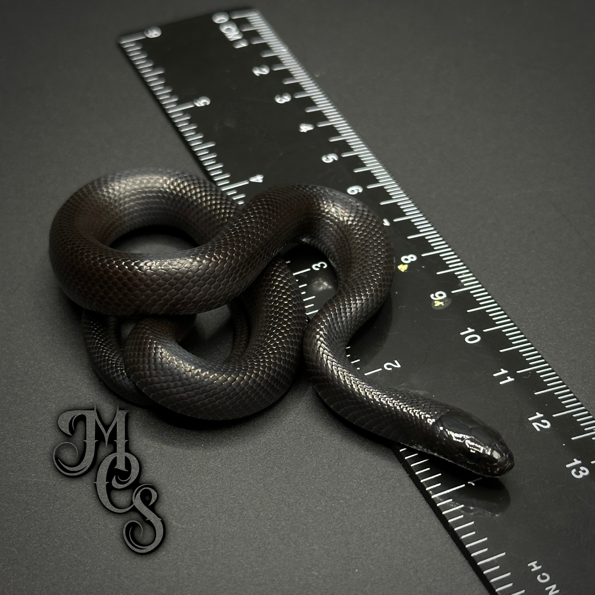 animal image