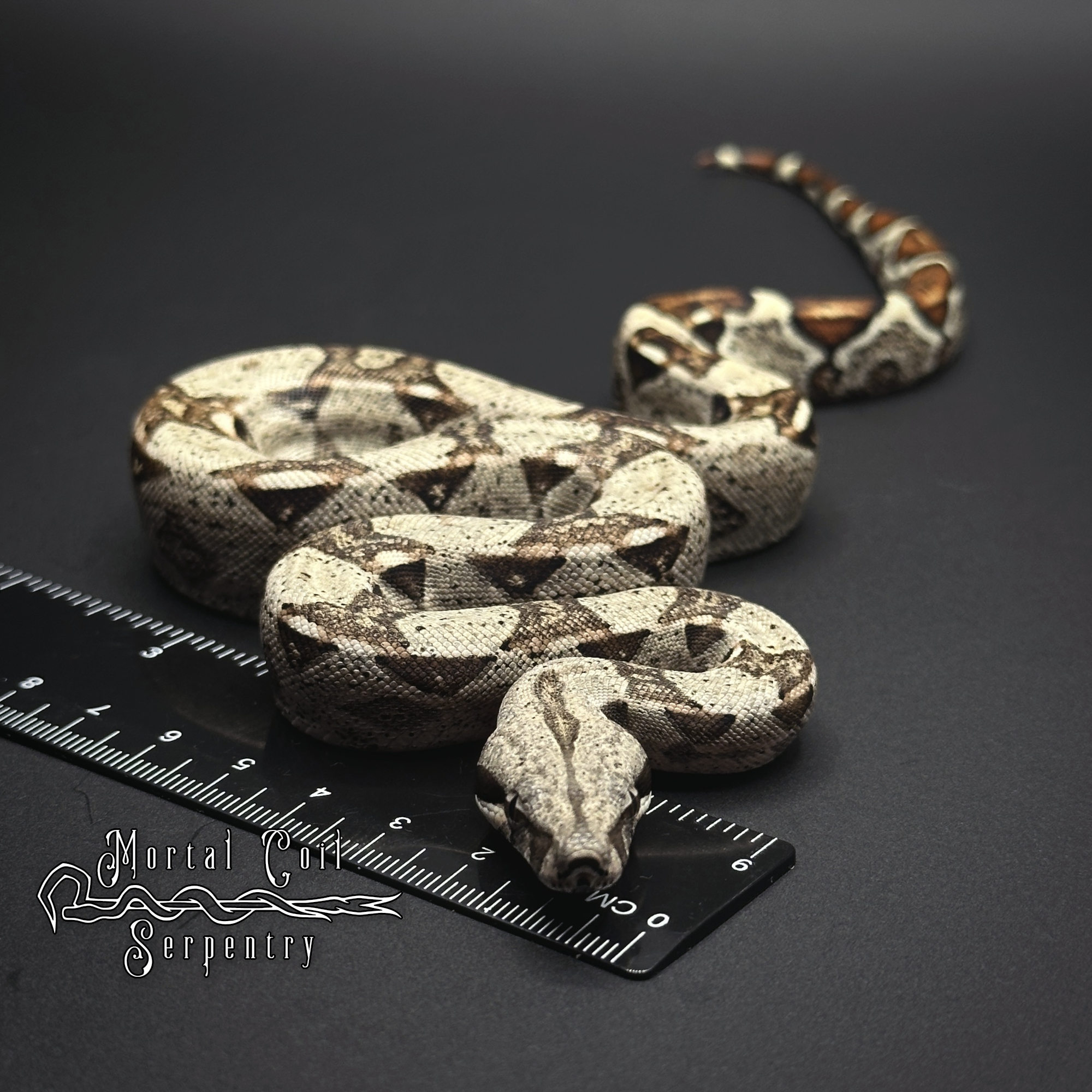 animal image