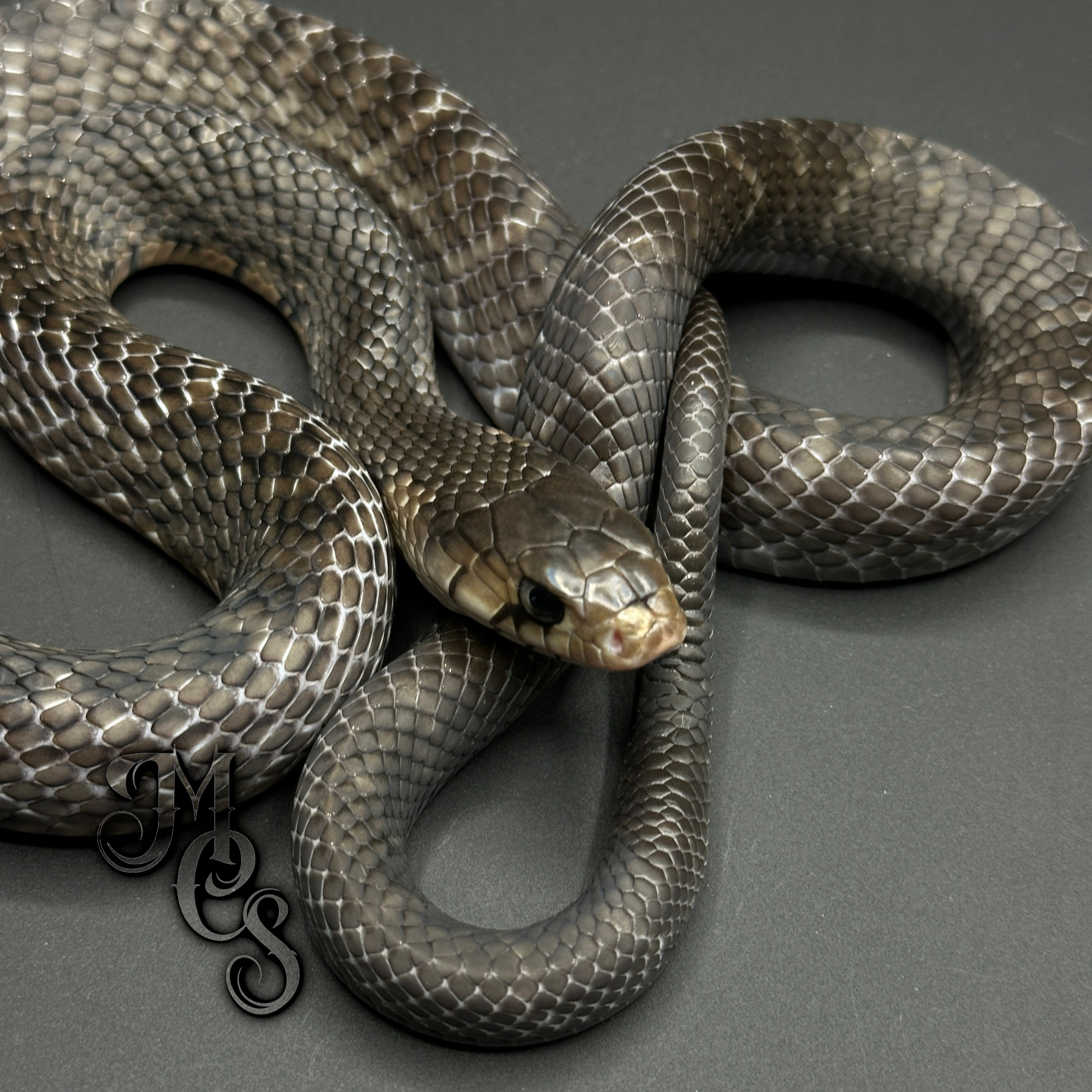 animal image