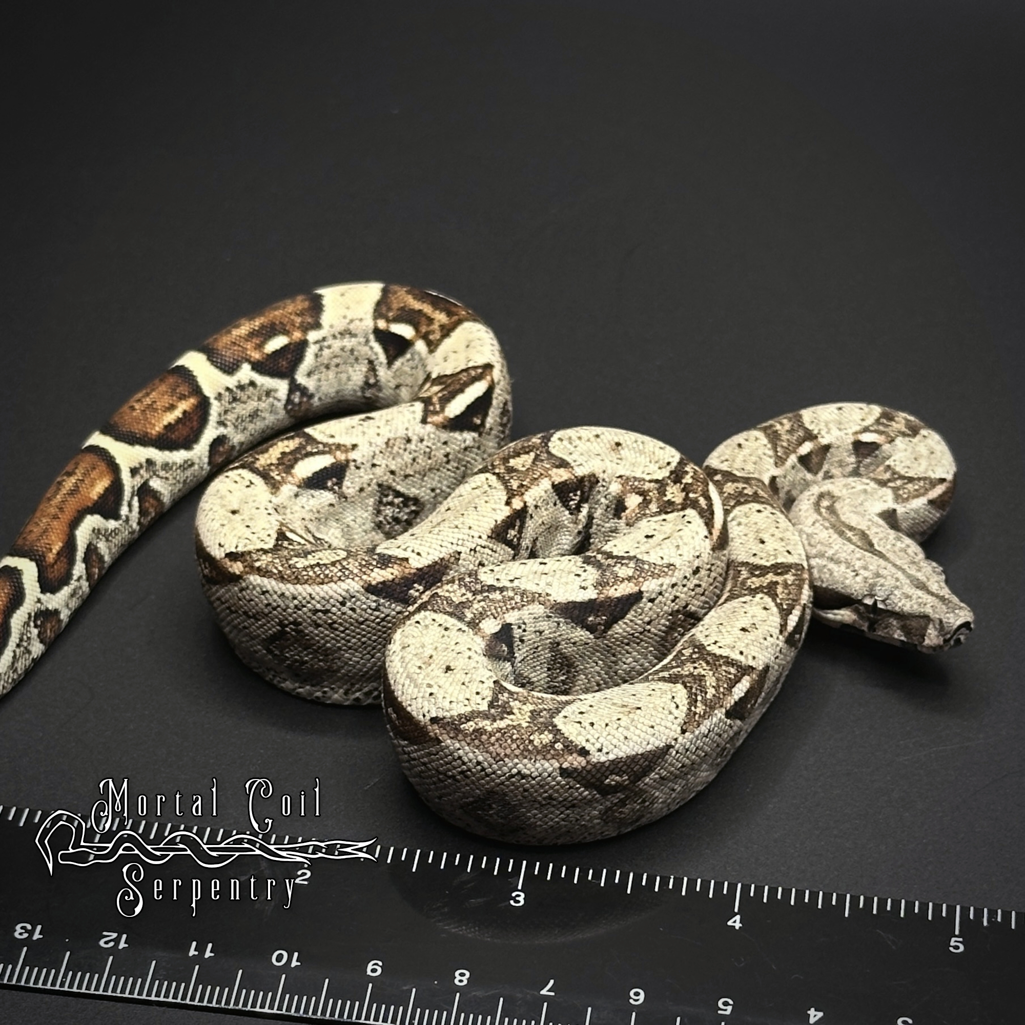 animal image