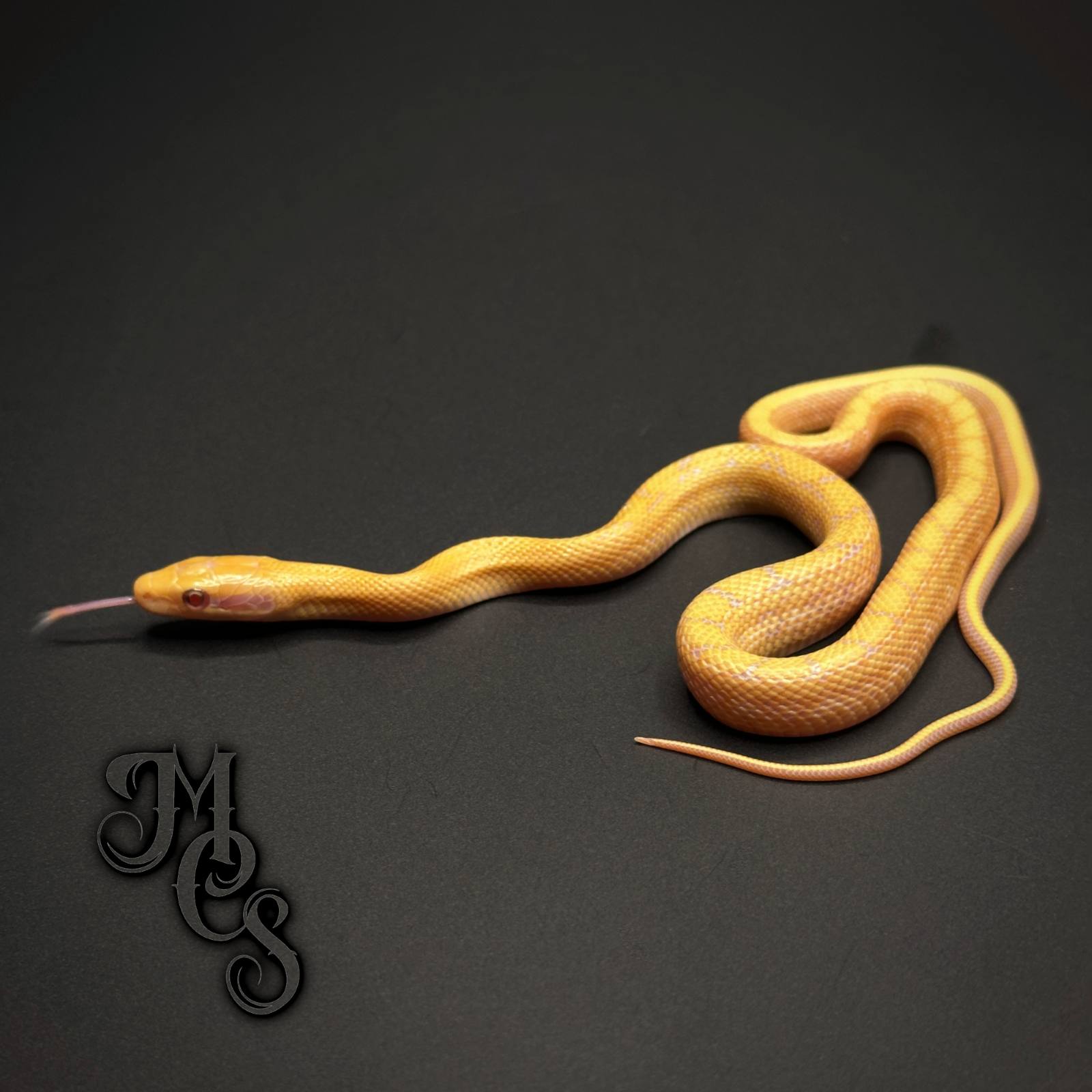 animal image
