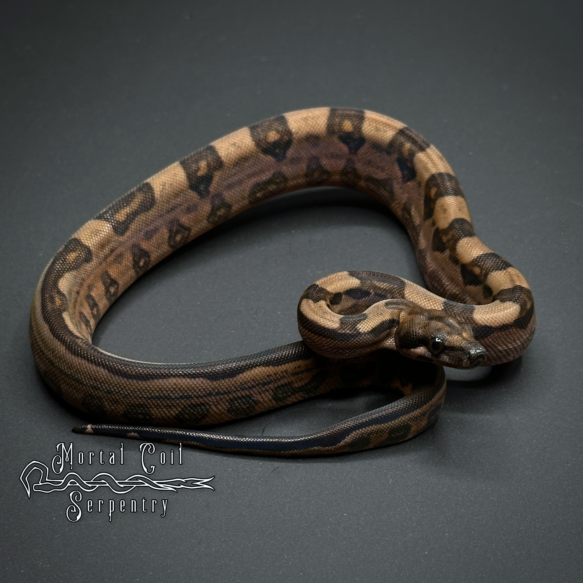 animal image