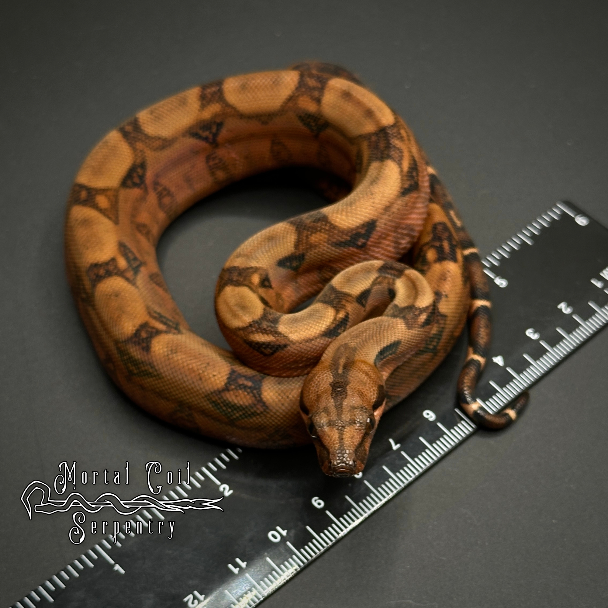animal image