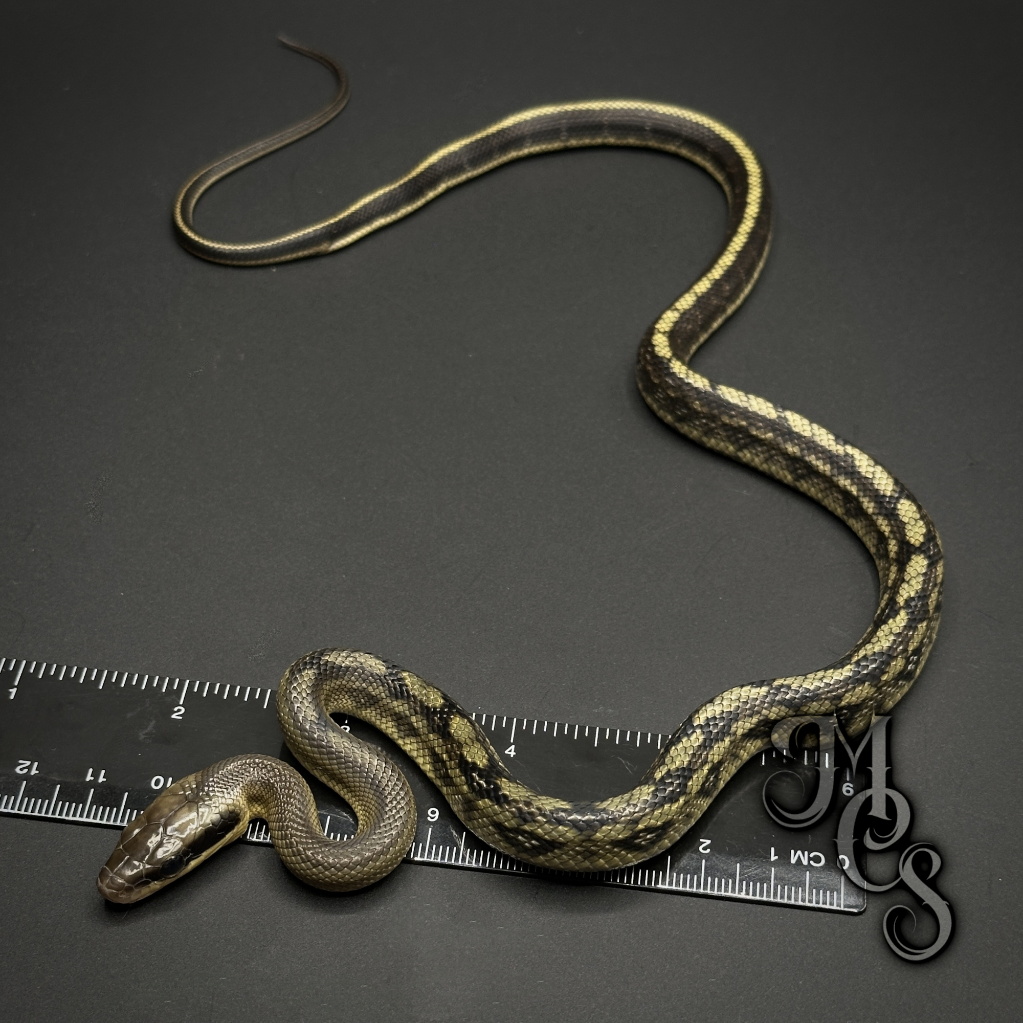 animal image