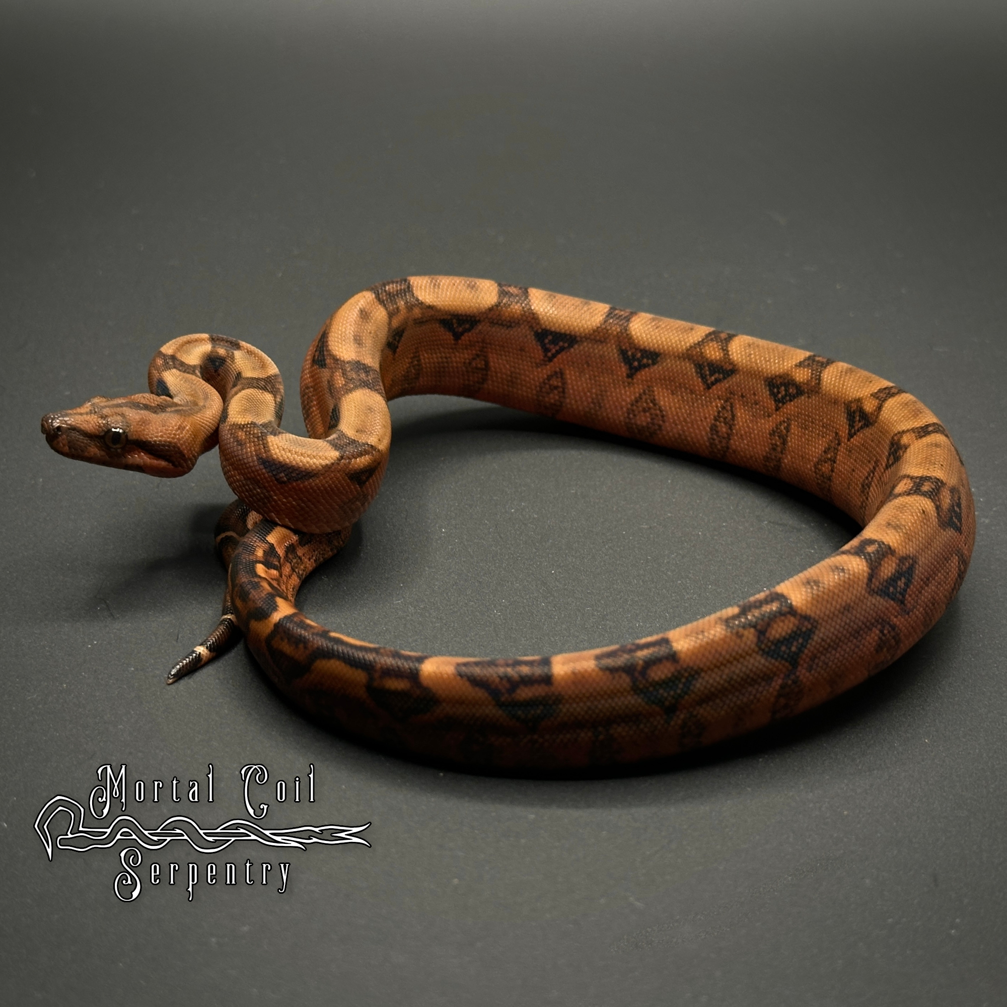 animal image