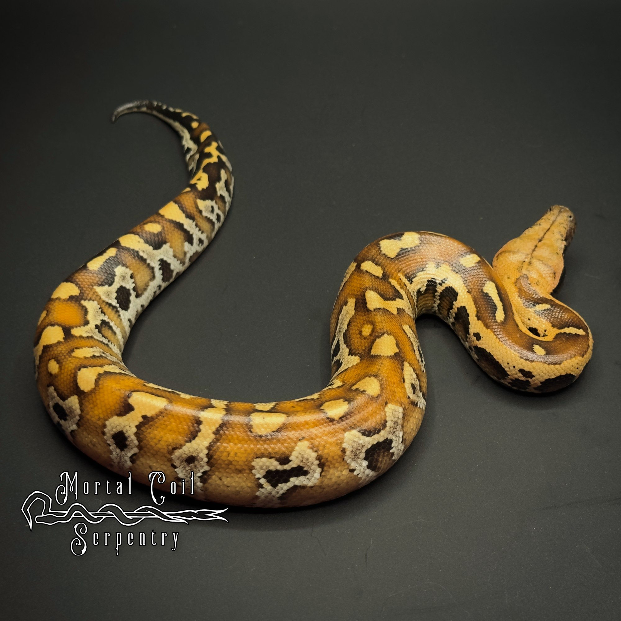 animal image
