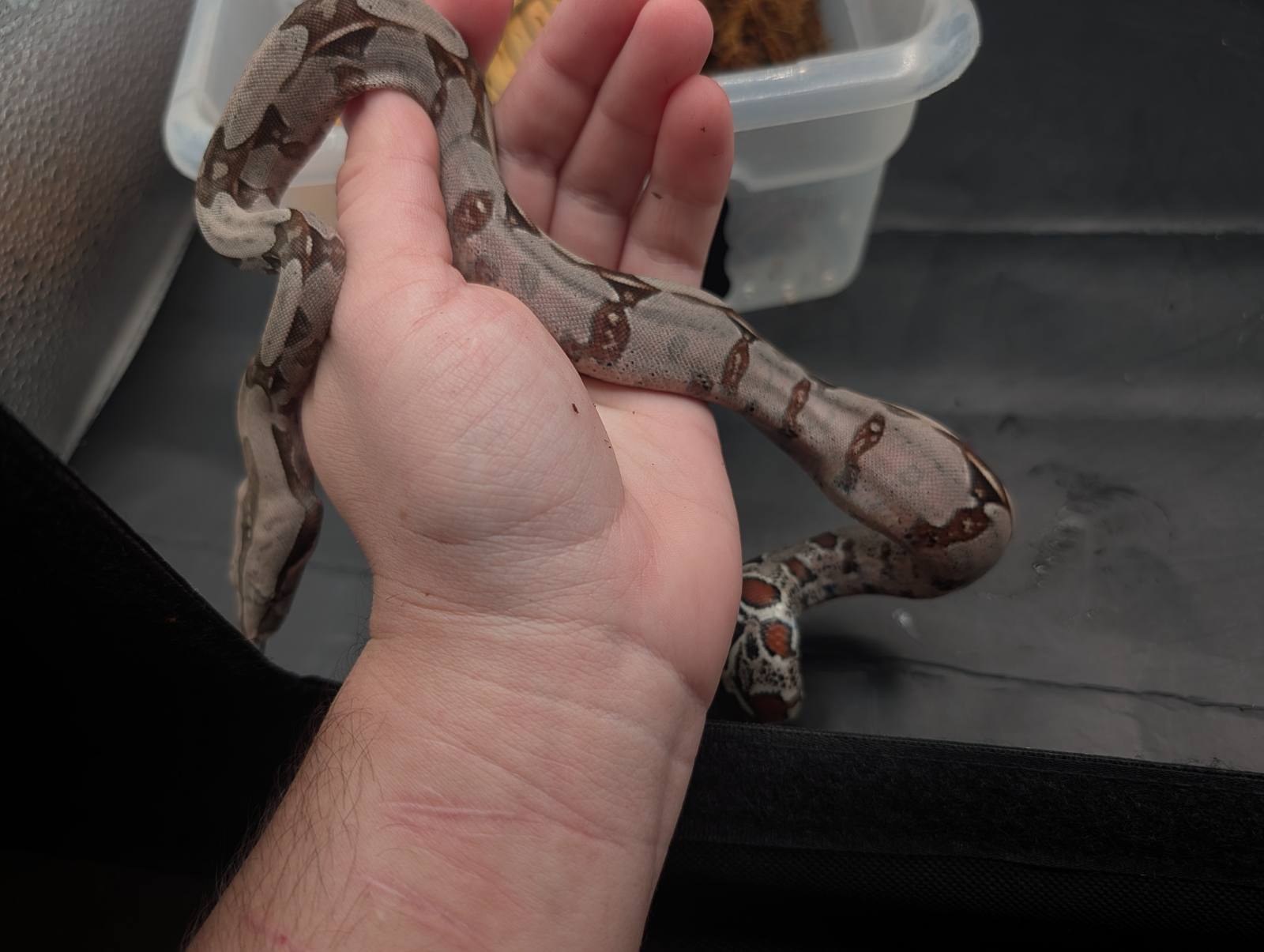animal image