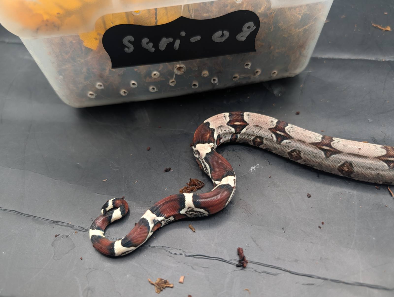 animal image