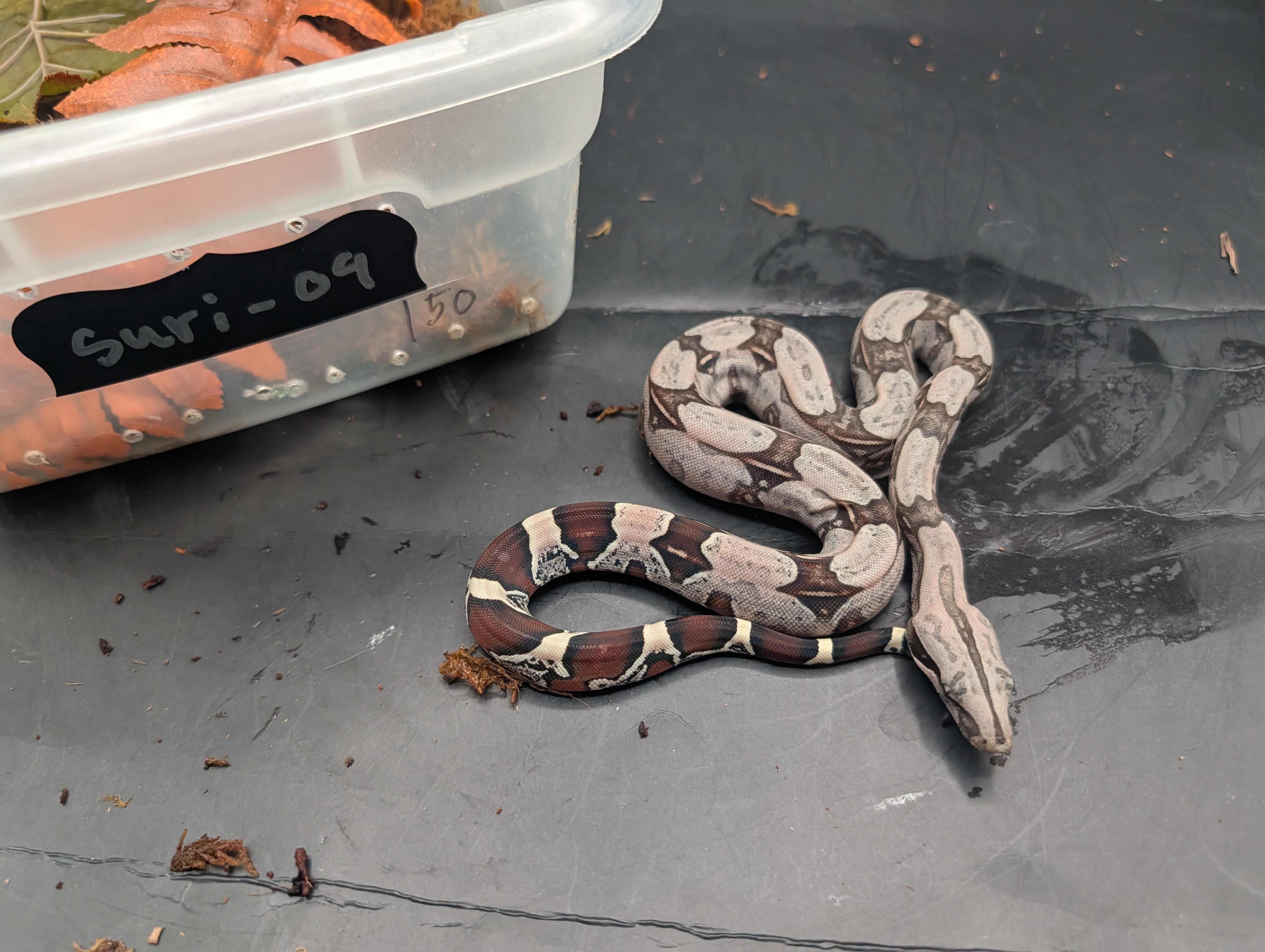 animal image