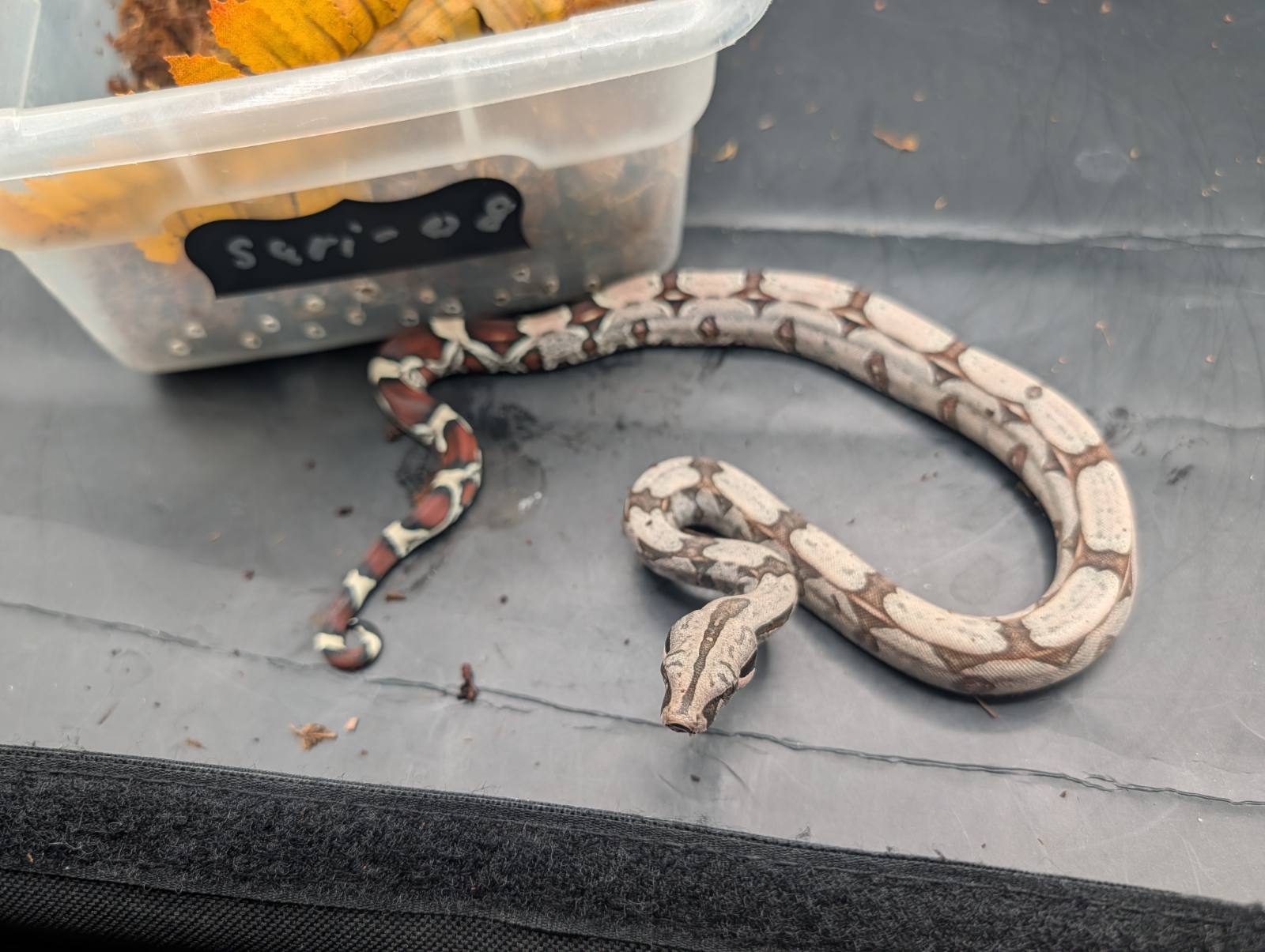 animal image