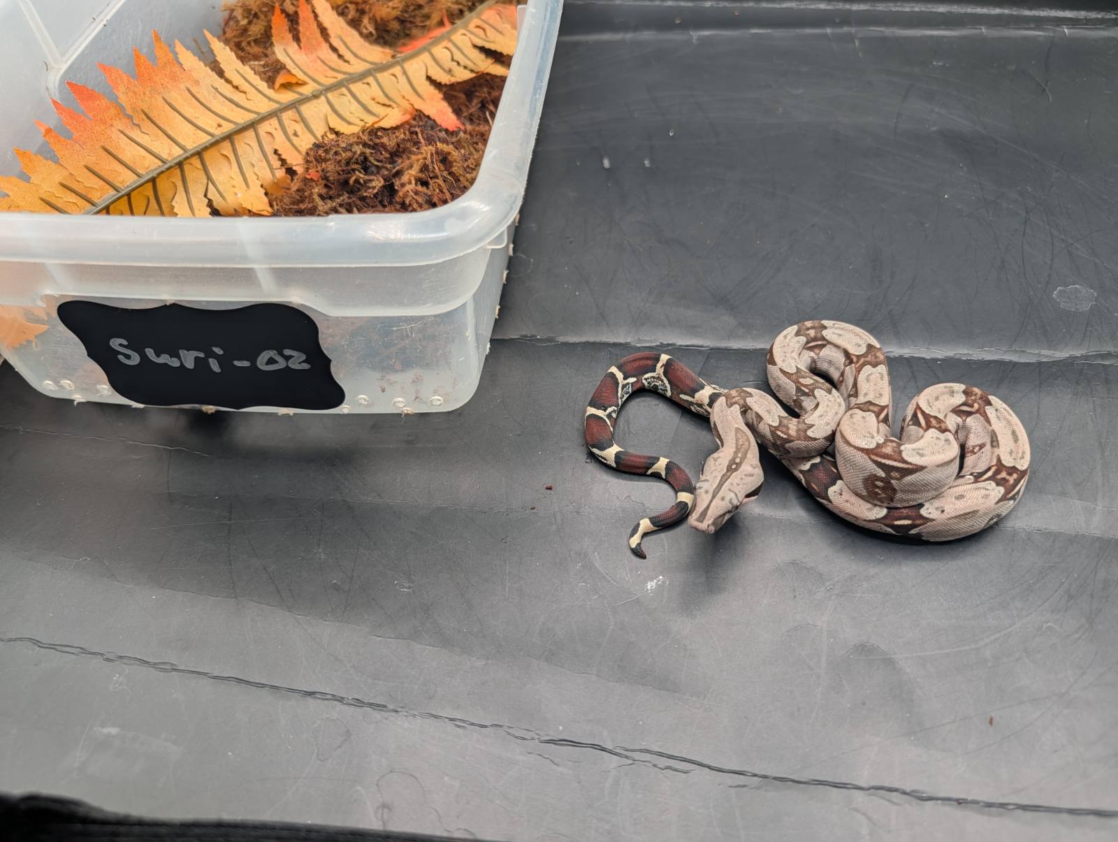 animal image
