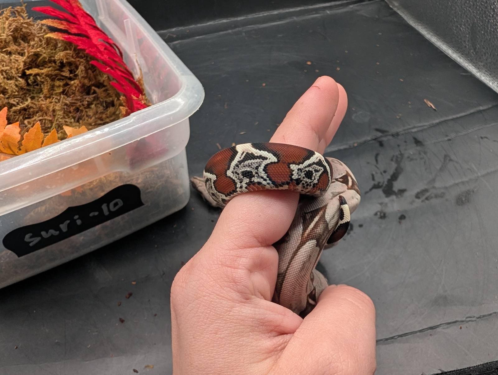 animal image