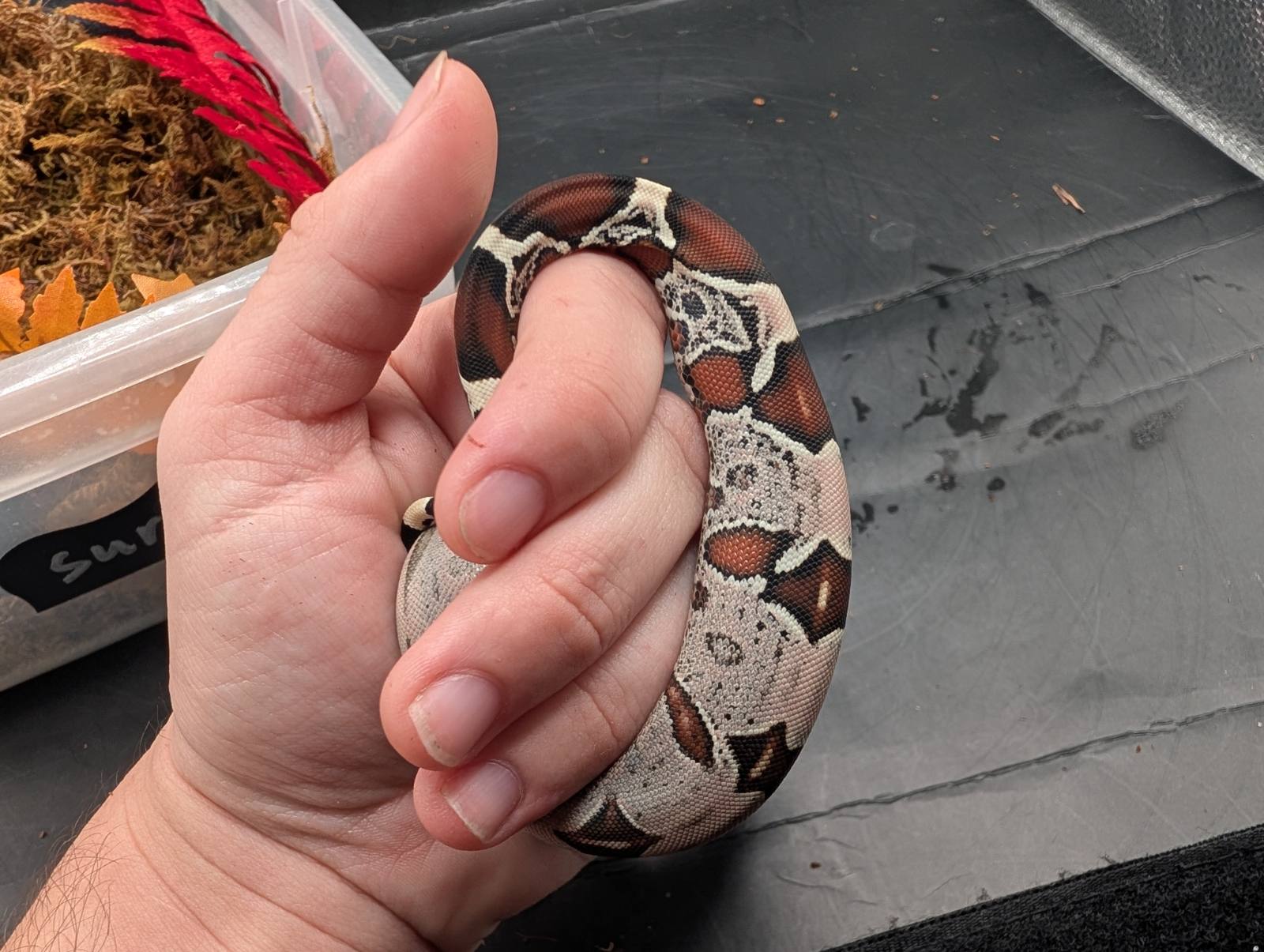 animal image